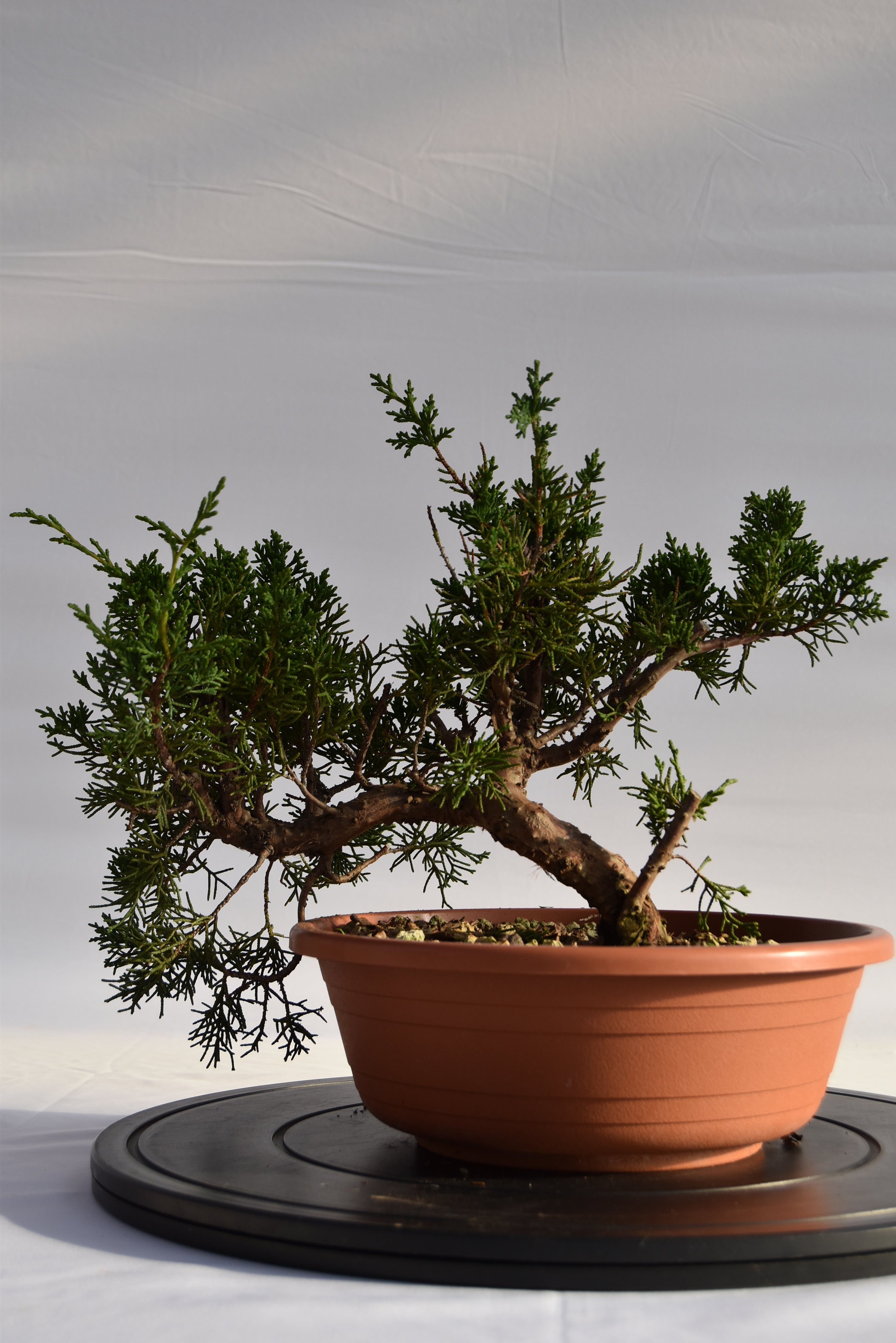 Ginepro Kishu € 160 | La Gemma del bonsai