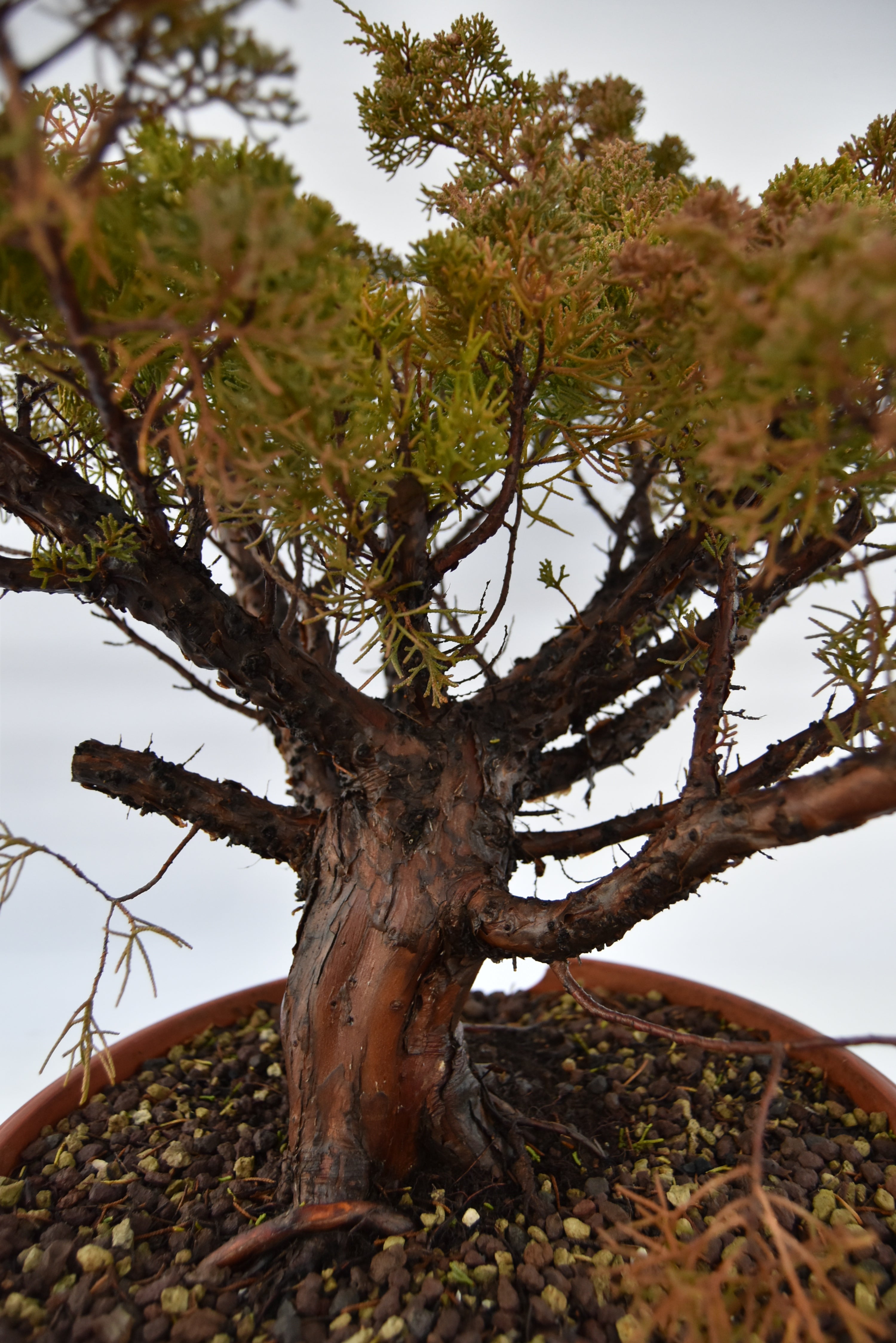 Ginepro Kishu € 380 | La Gemma del bonsai