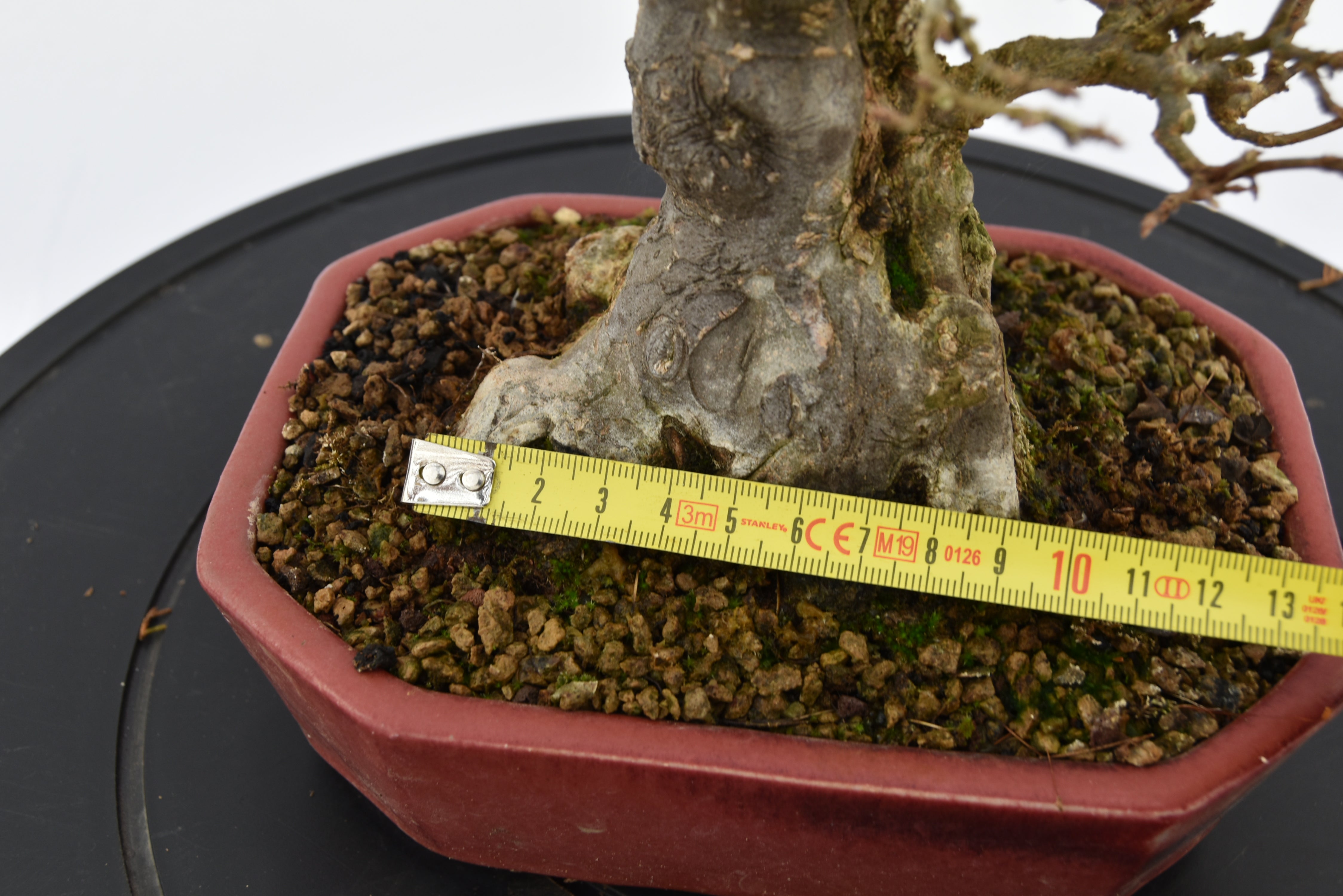 Acero Tridente € 2.200 | La Gemma del bonsai