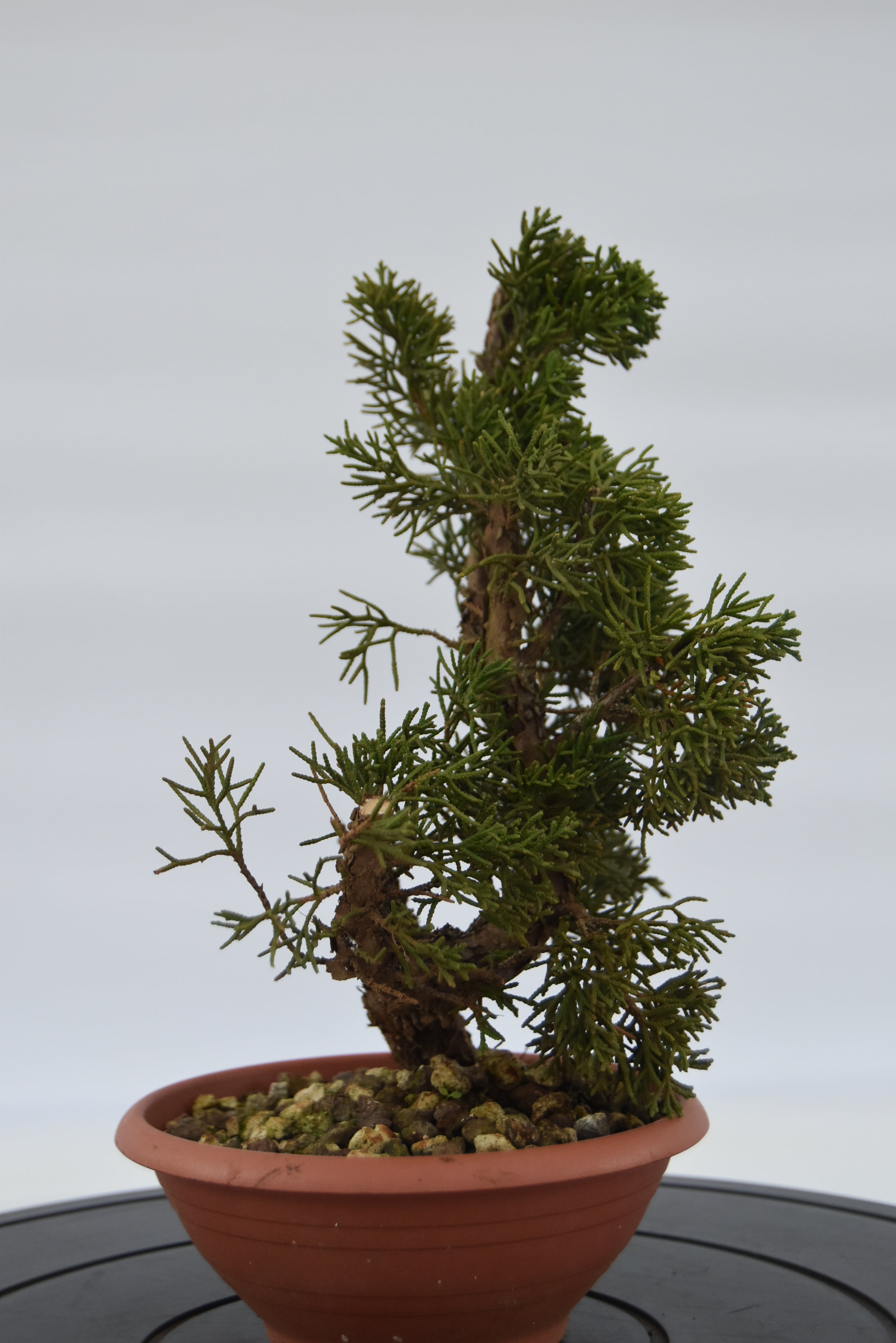Ginepro Kishu € 40 | La Gemma del bonsai