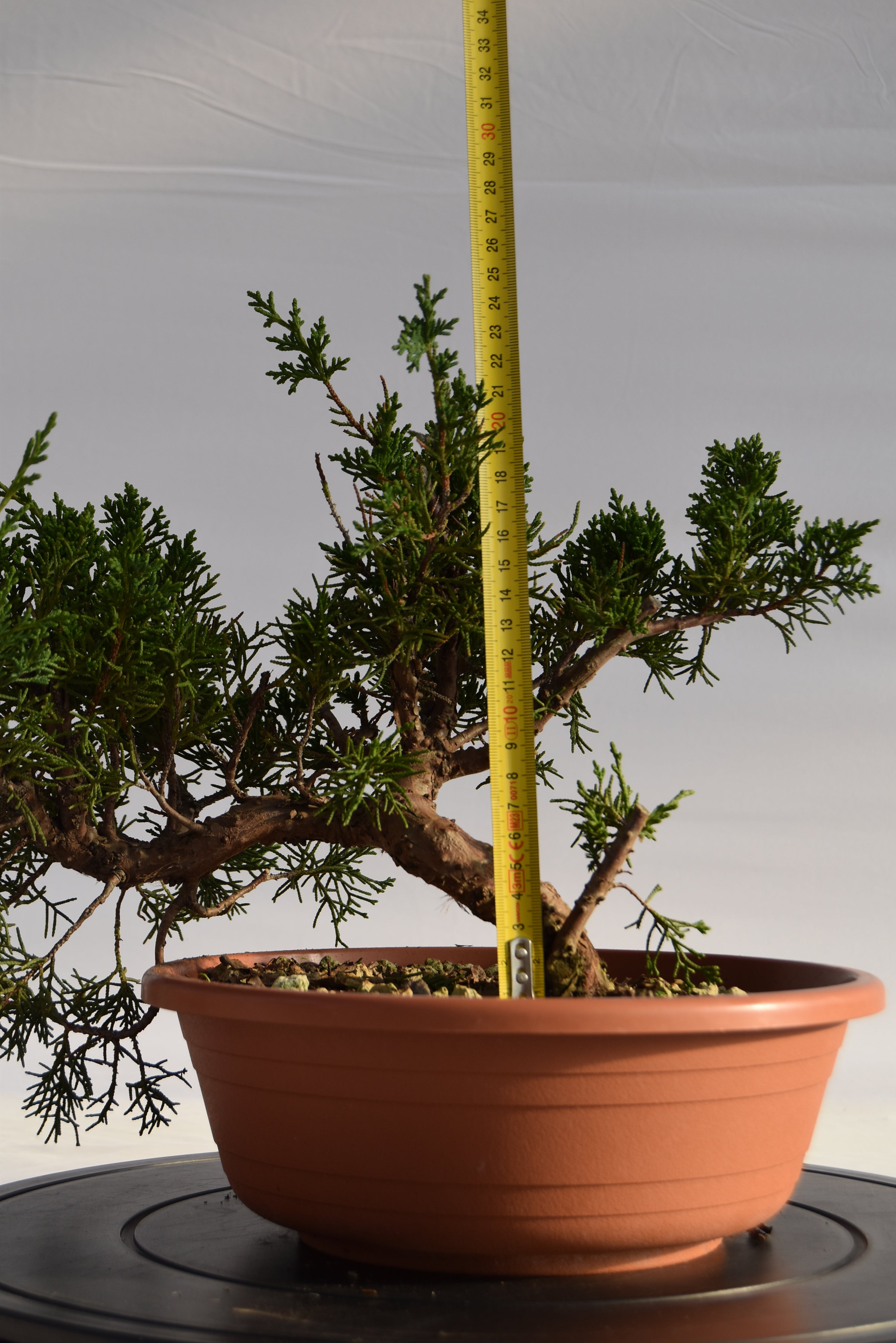 Ginepro Kishu € 160 | La Gemma del bonsai