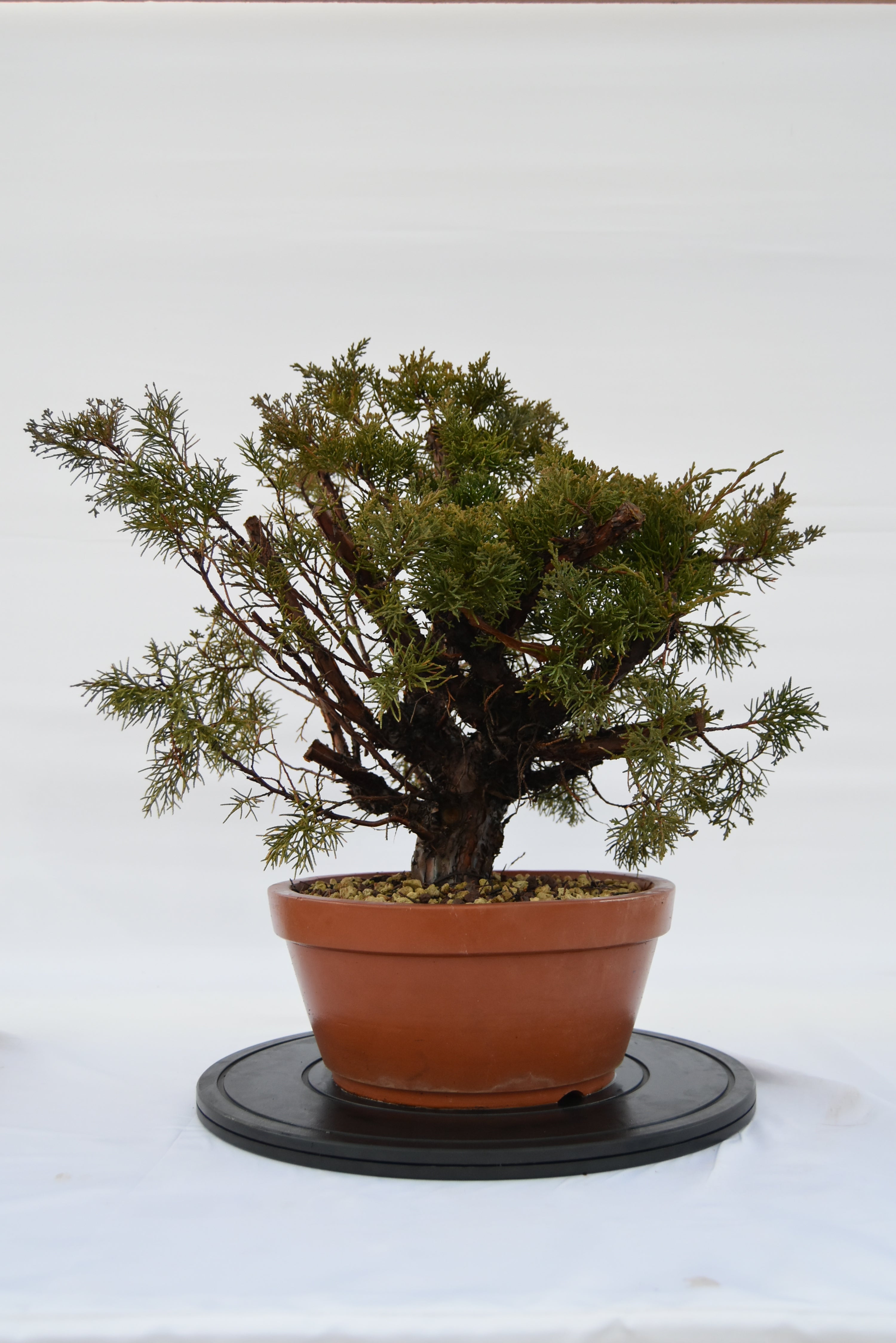 Ginepro Kishu € 250 | La Gemma del bonsai