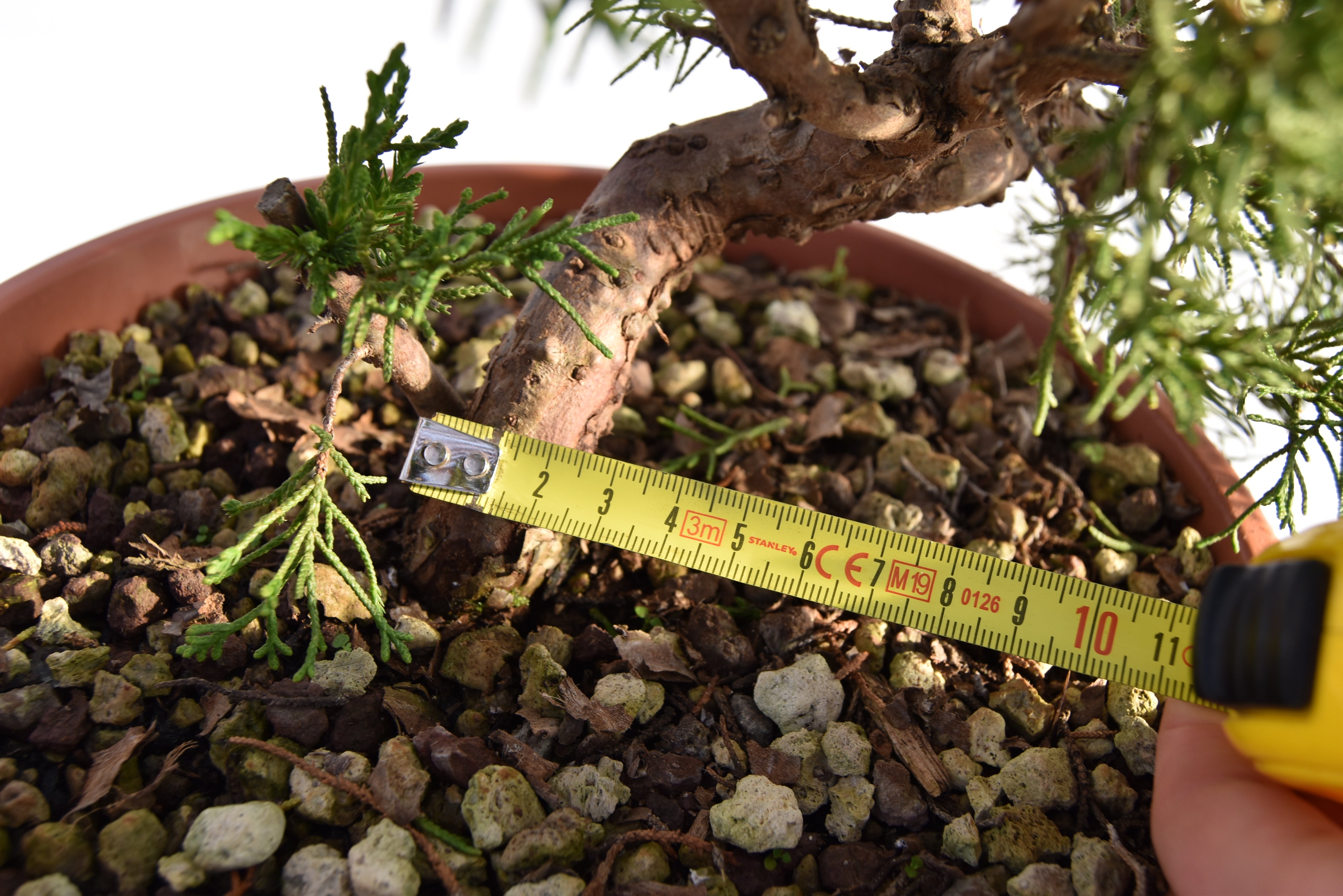 Ginepro Kishu € 160 | La Gemma del bonsai