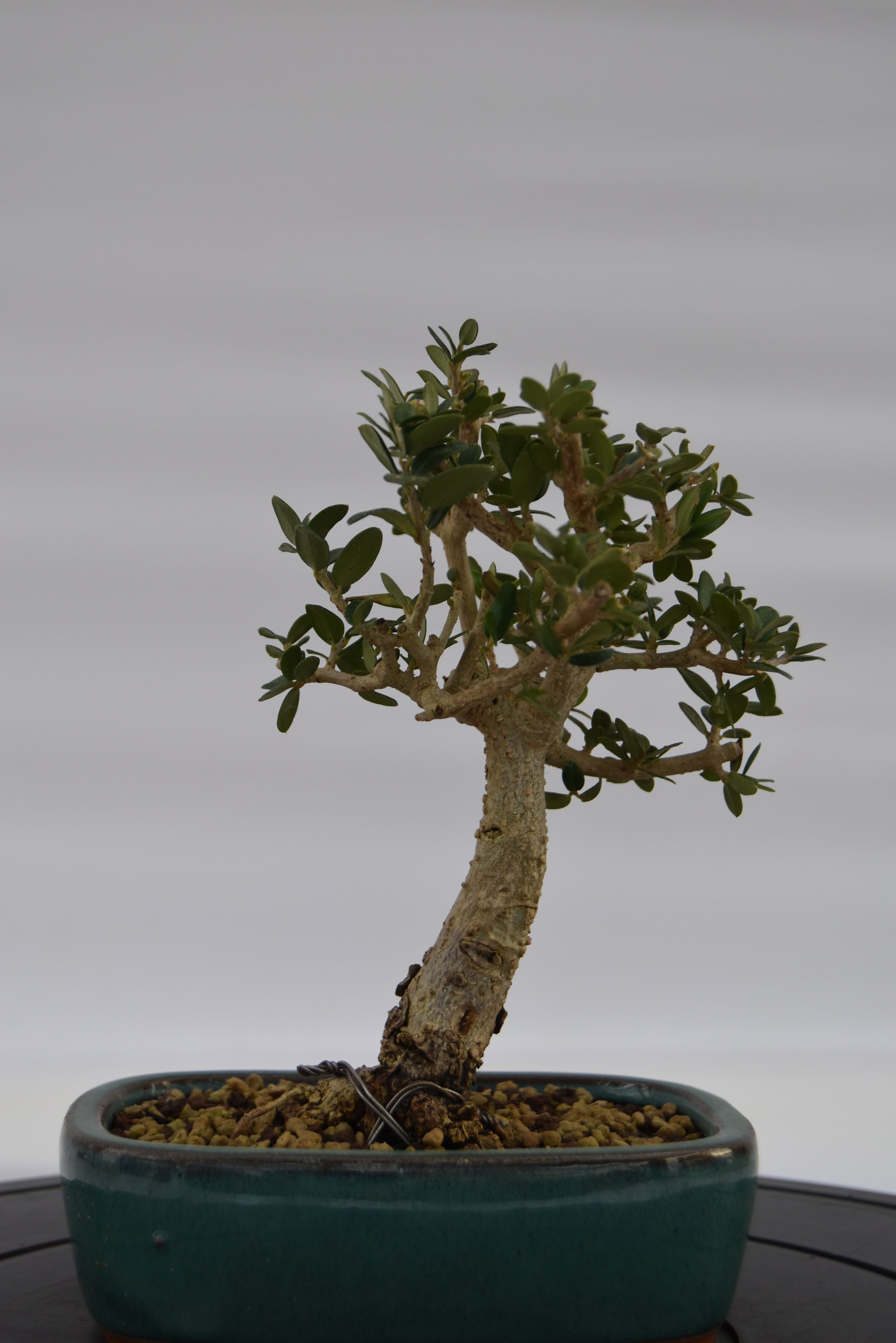 Olivastro € 150 | La Gemma del bonsai