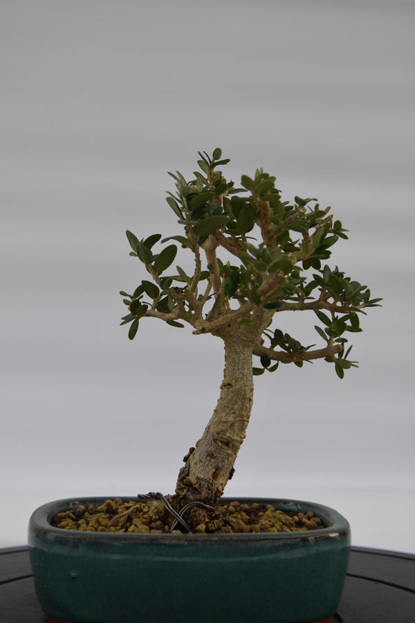 Olivastro € 150 | La Gemma del bonsai