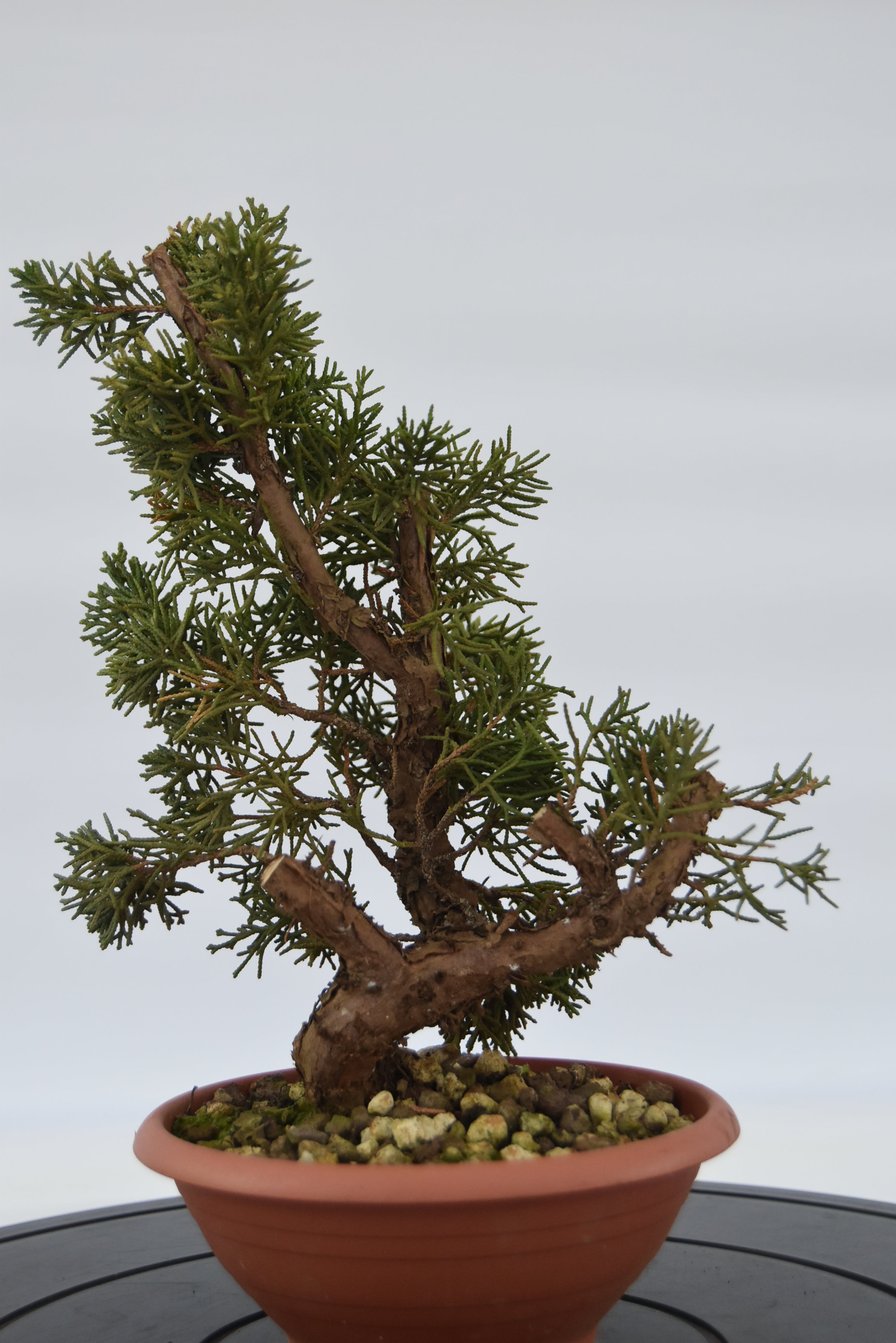 Ginepro Kishu € 40 | La Gemma del bonsai