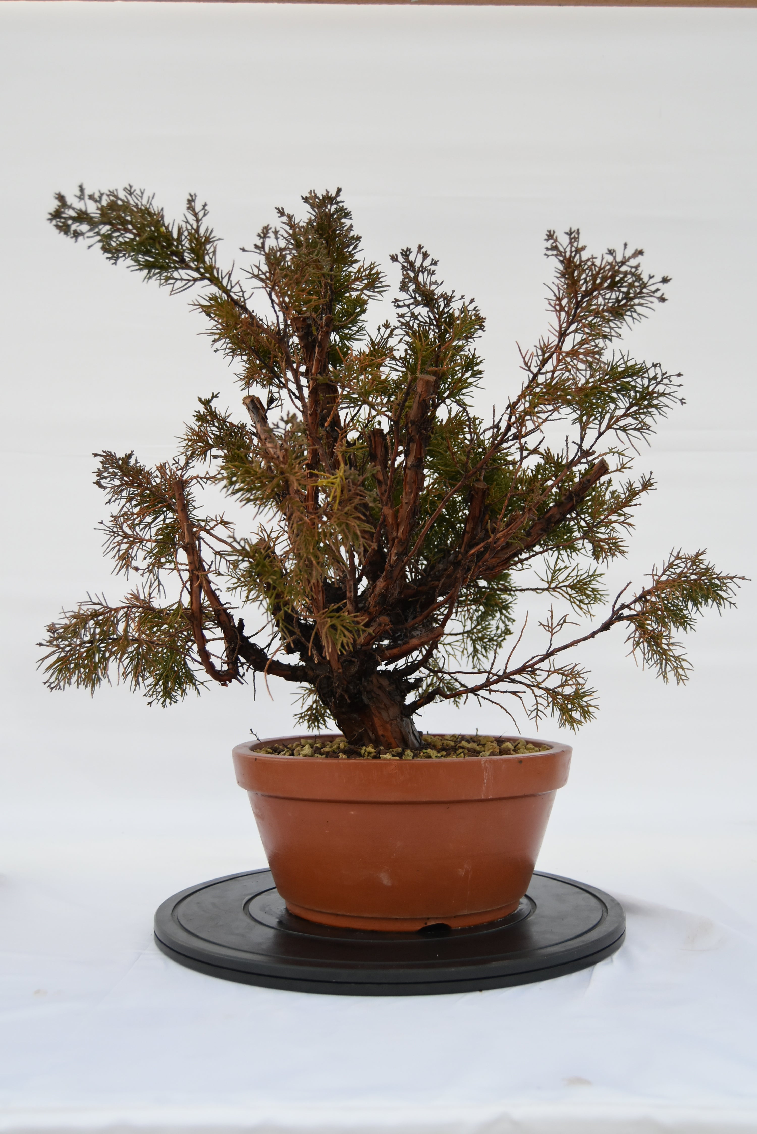 Ginepro Kishu € 250 | La Gemma del bonsai
