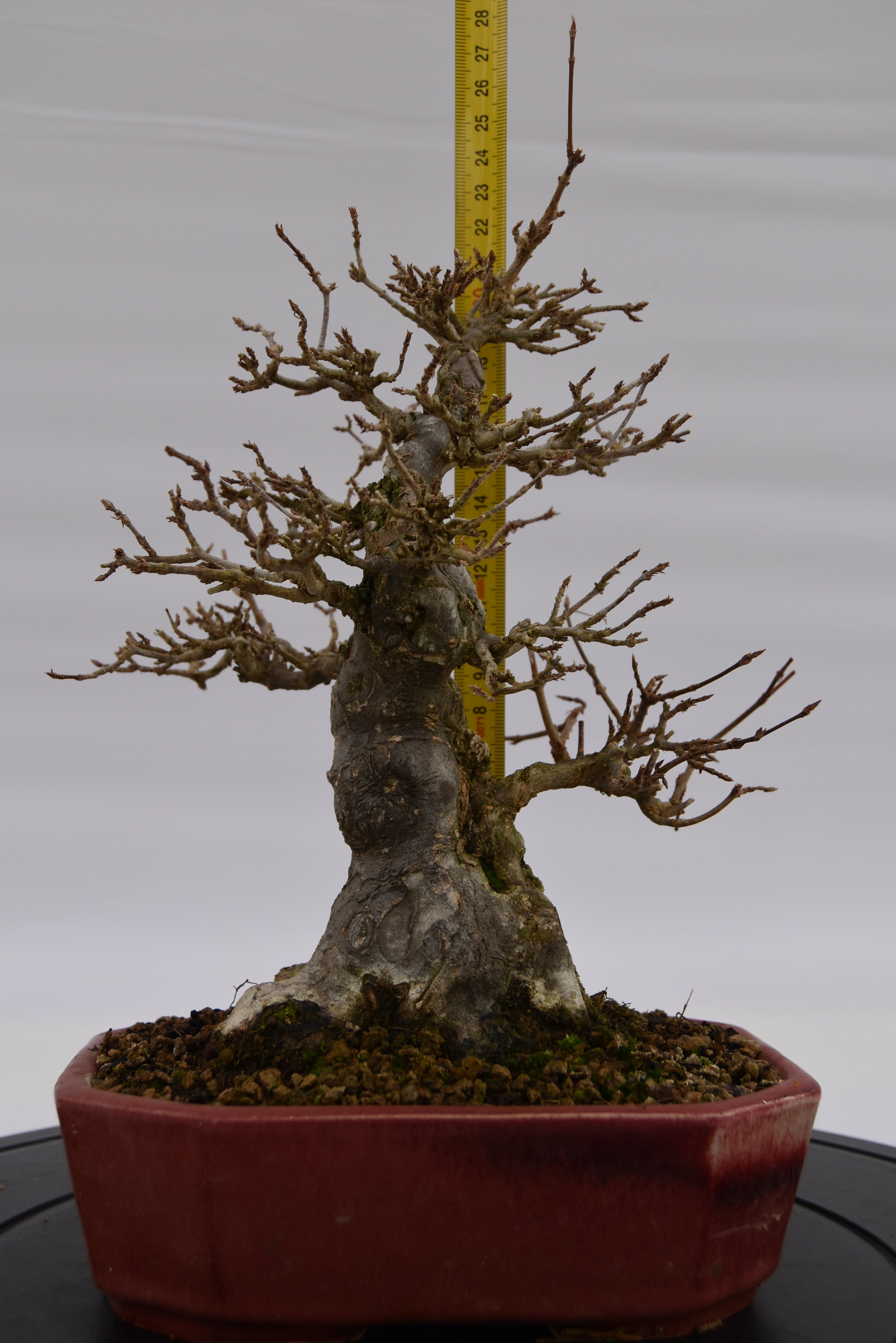 Acero Tridente € 2.200 | La Gemma del bonsai