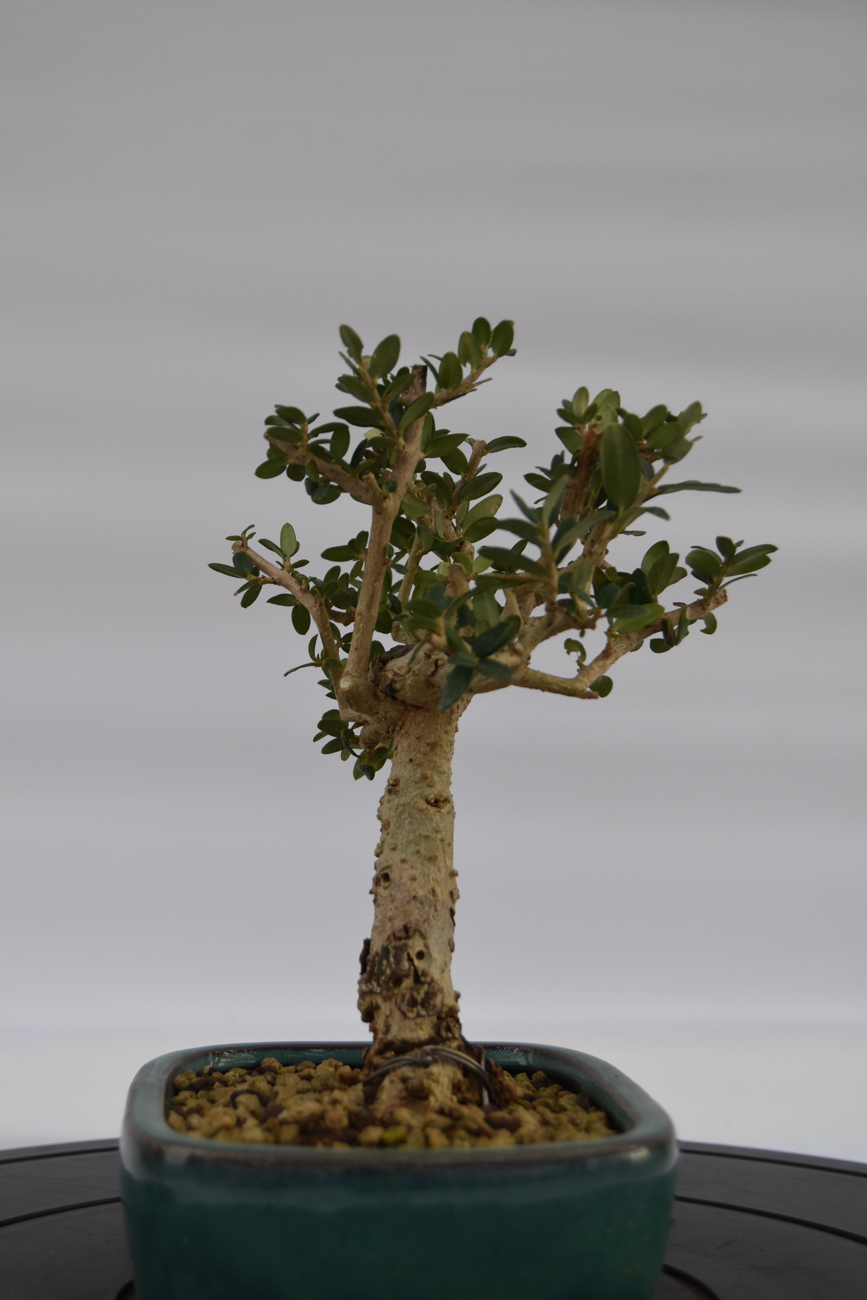 Olivastro € 150 | La Gemma del bonsai
