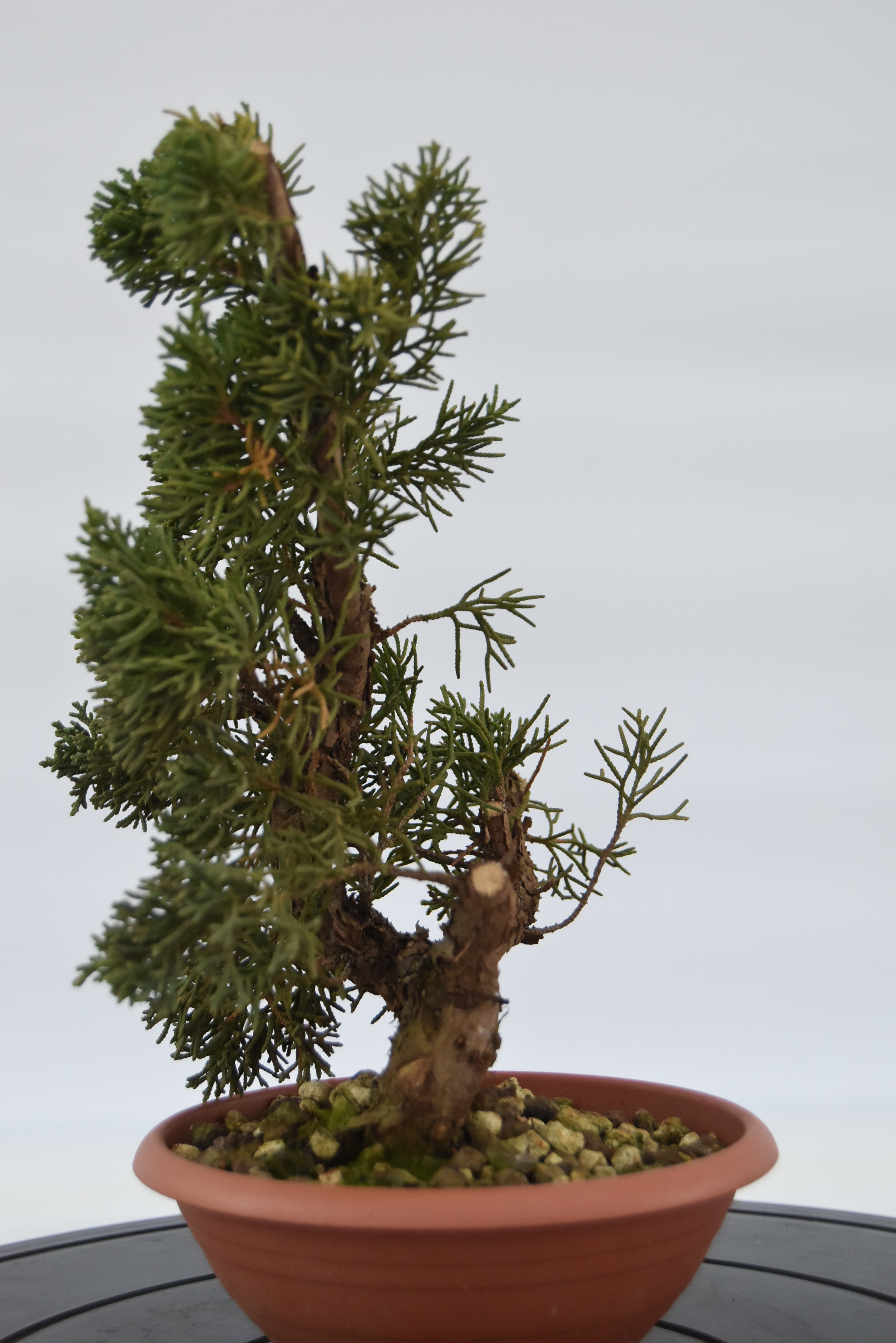 Ginepro Kishu € 40 | La Gemma del bonsai
