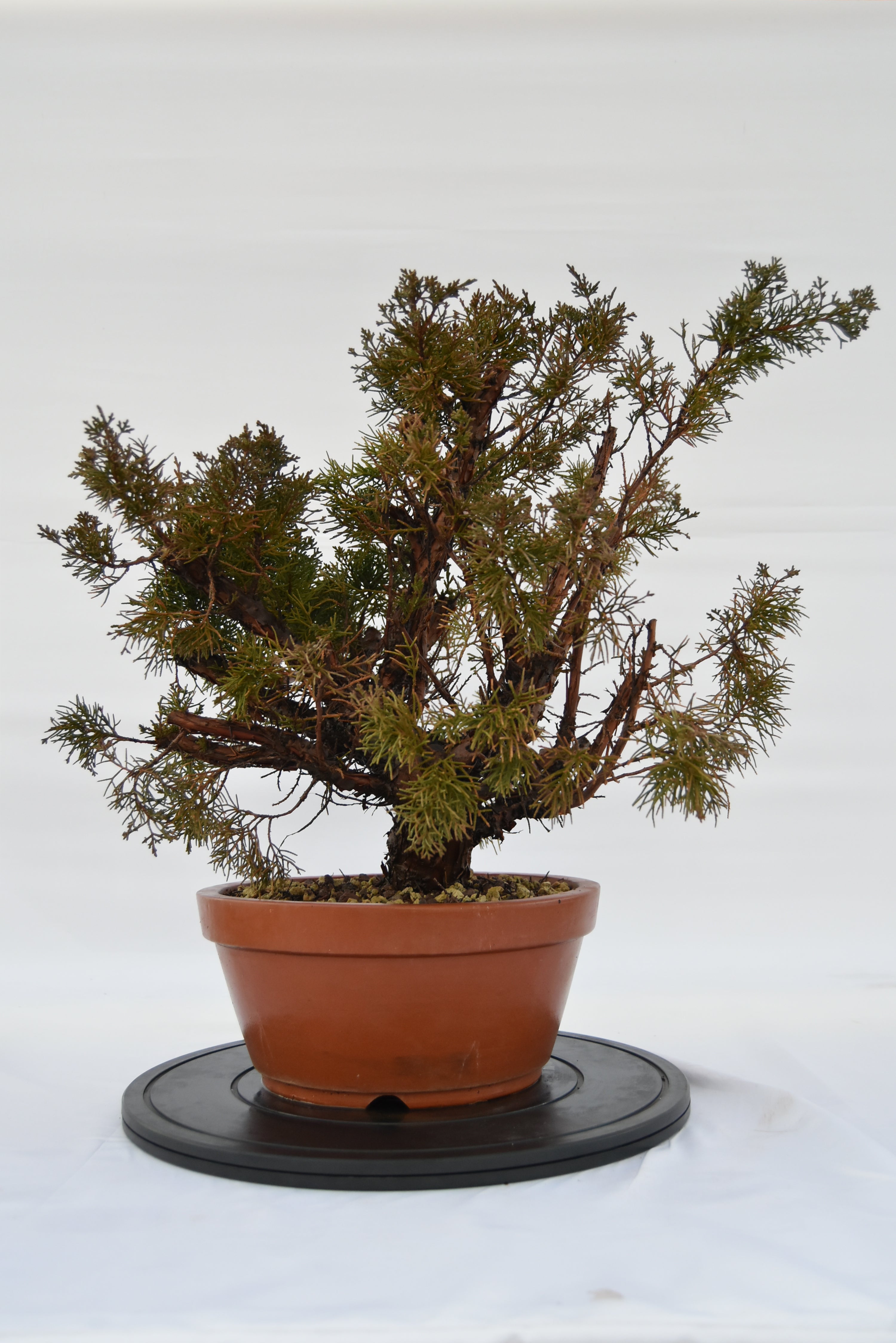 Ginepro Kishu € 250 | La Gemma del bonsai