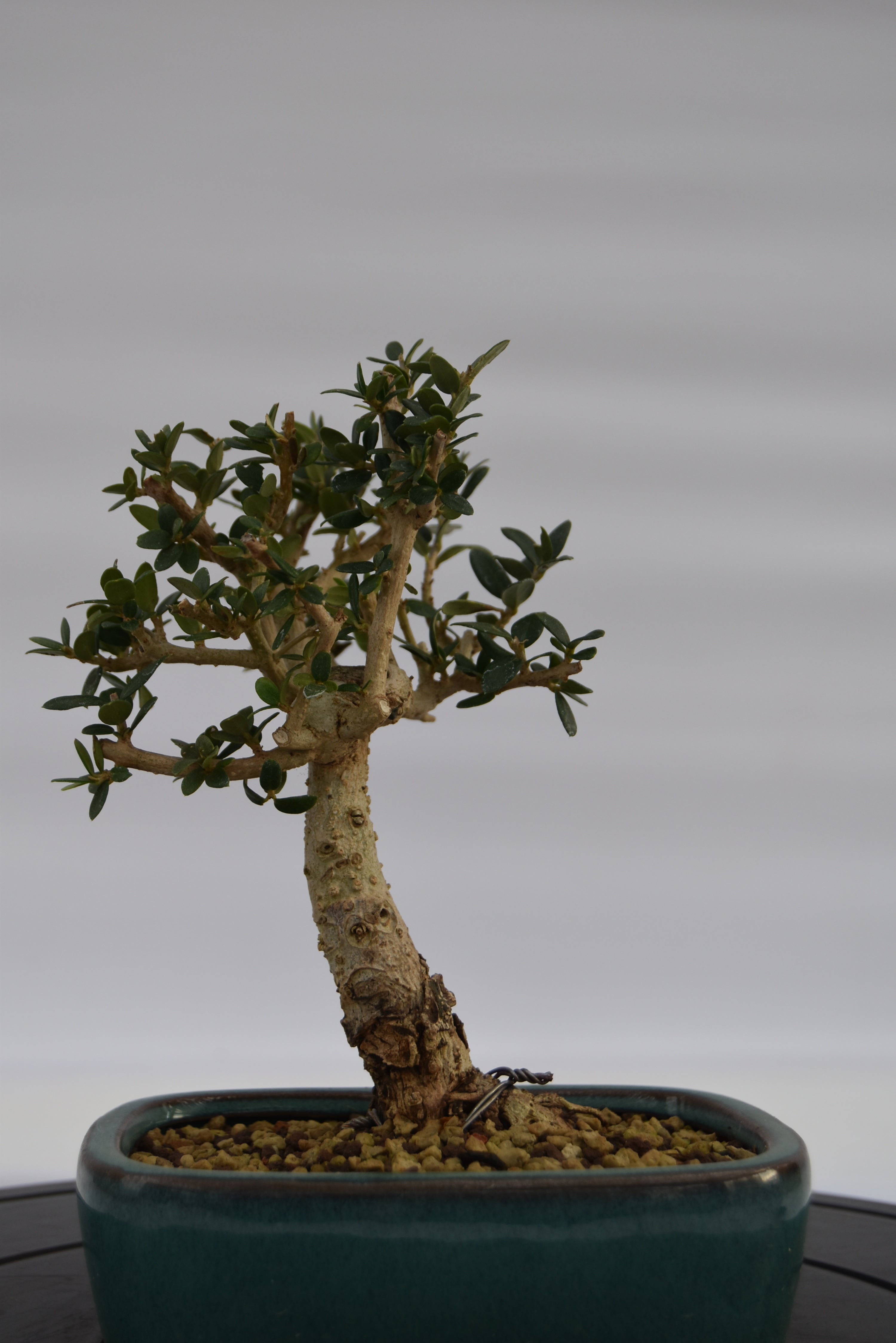Olivastro € 150 | La Gemma del bonsai