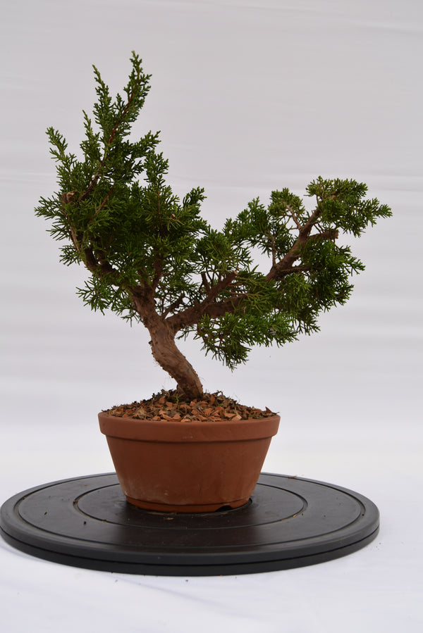 Ginepro Itoigawa € 220 | La Gemma del bonsai