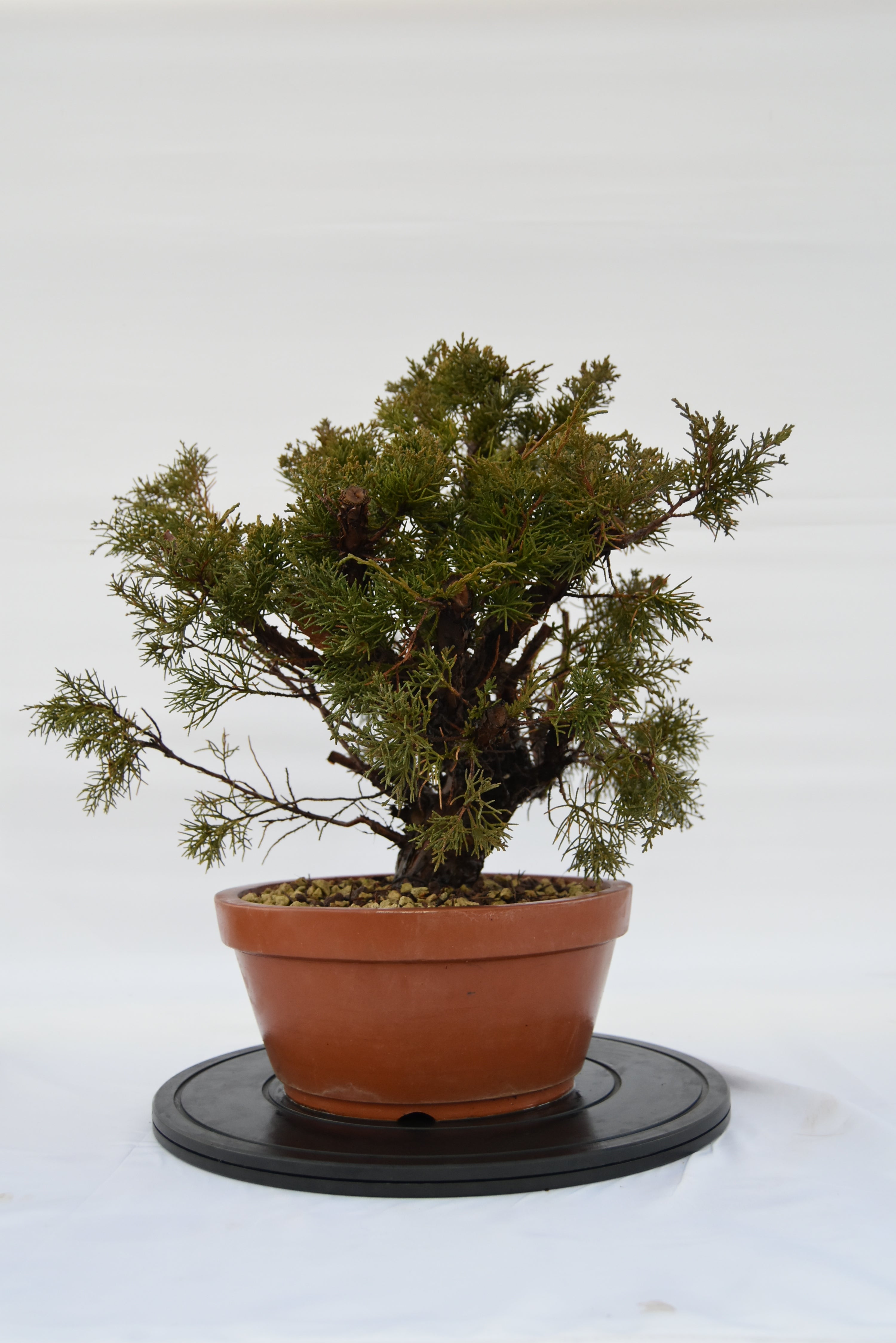 Ginepro Kishu € 250 | La Gemma del bonsai