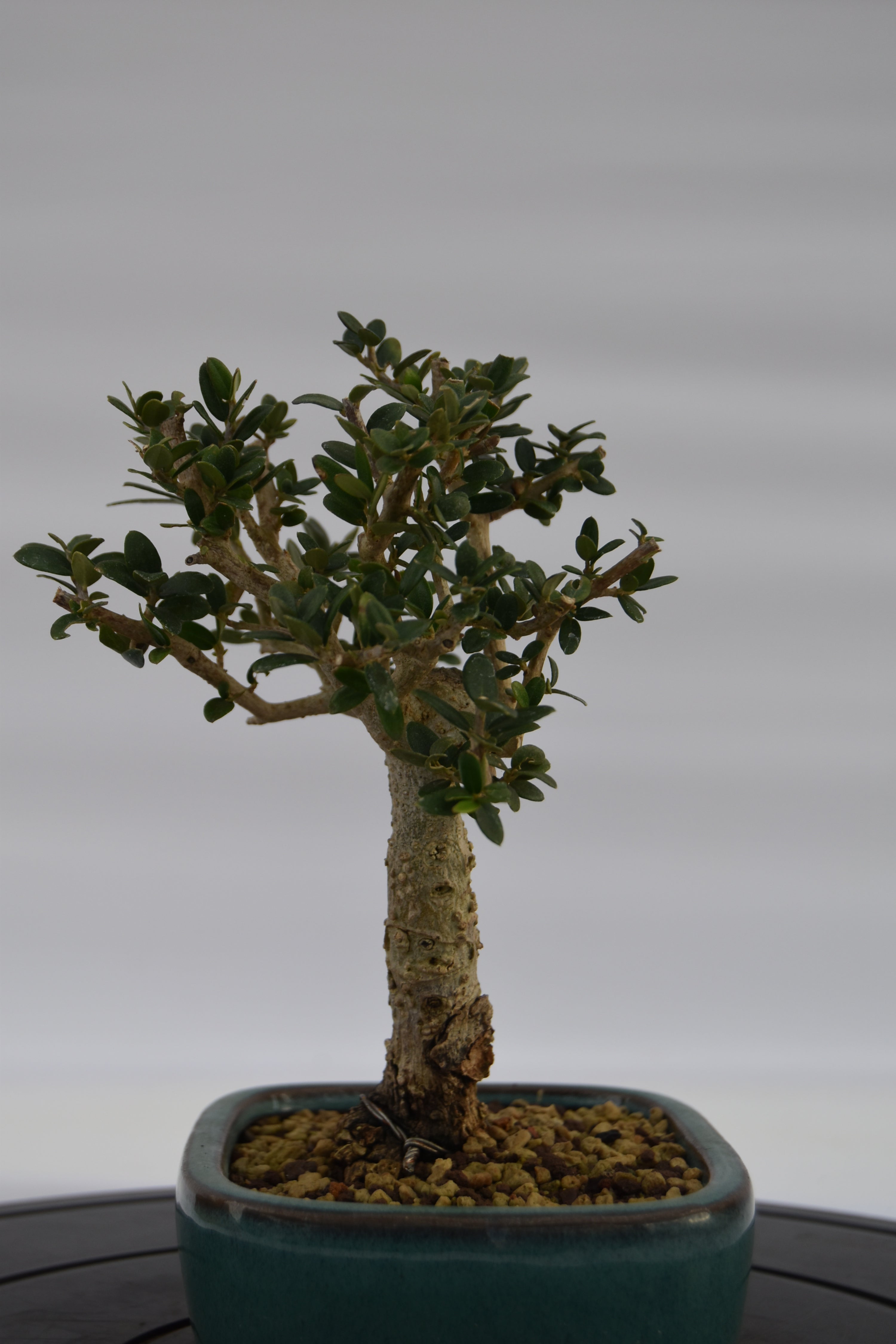 Olivastro € 150 | La Gemma del bonsai