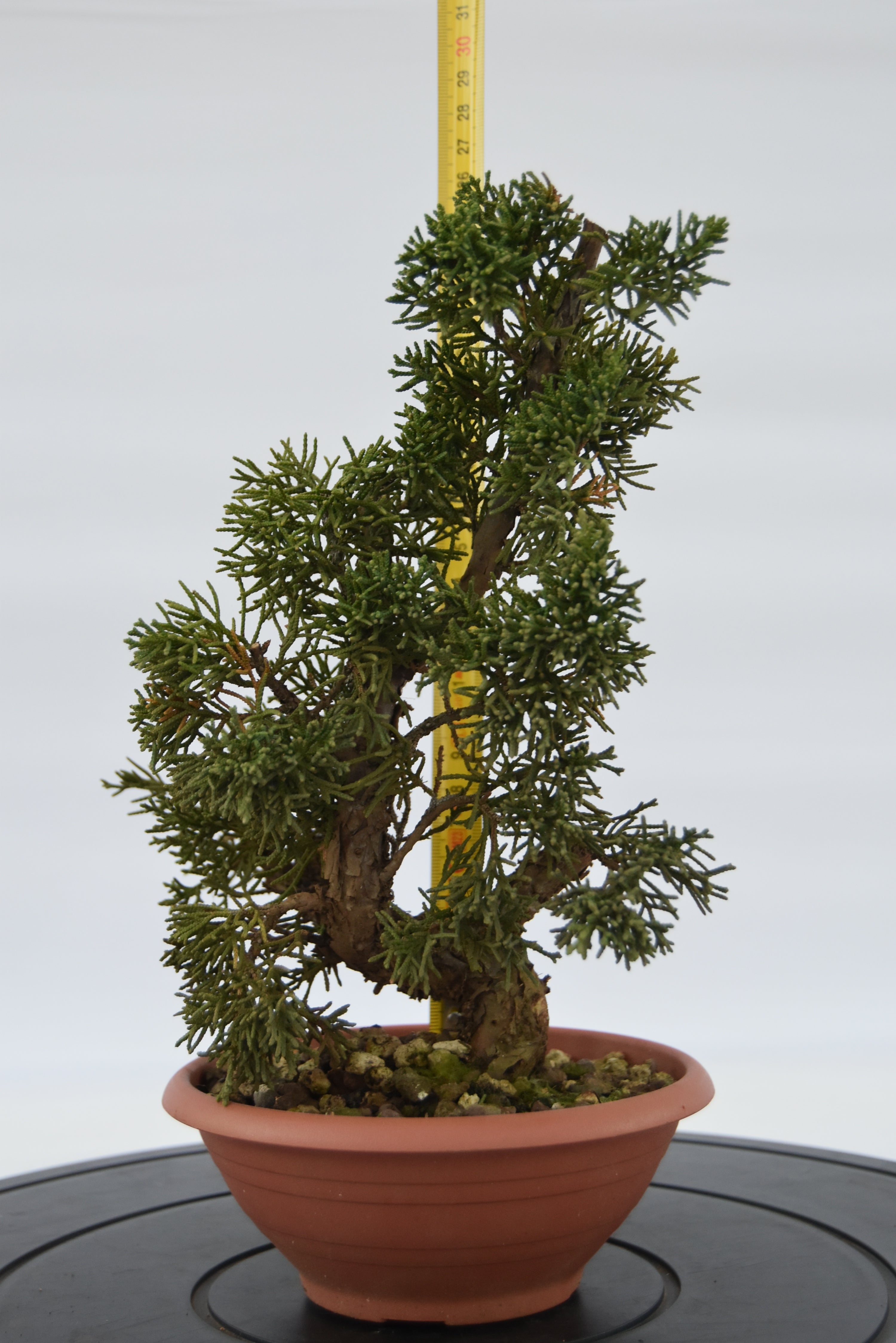 Ginepro Kishu € 40 | La Gemma del bonsai