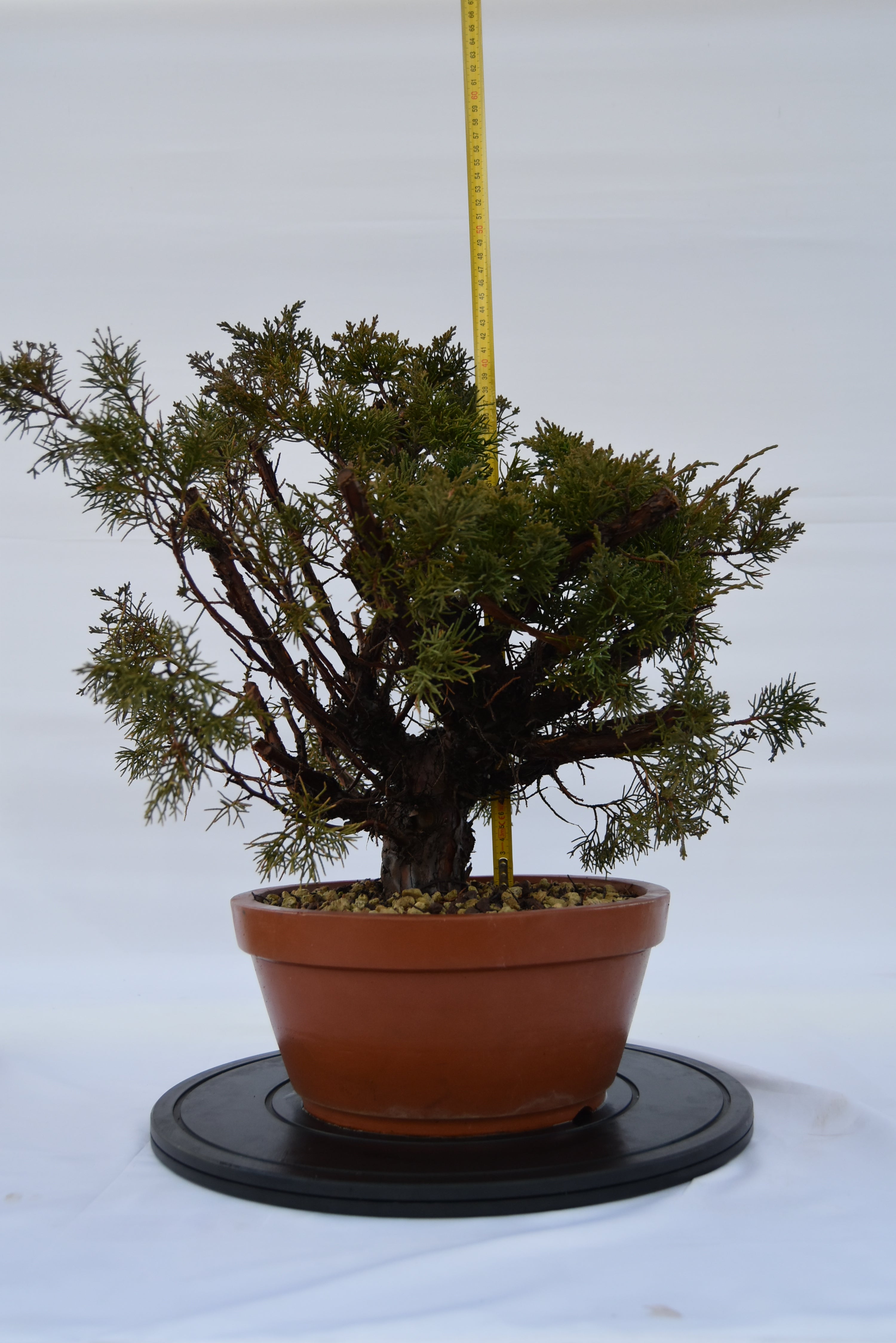 Ginepro Kishu € 250 | La Gemma del bonsai