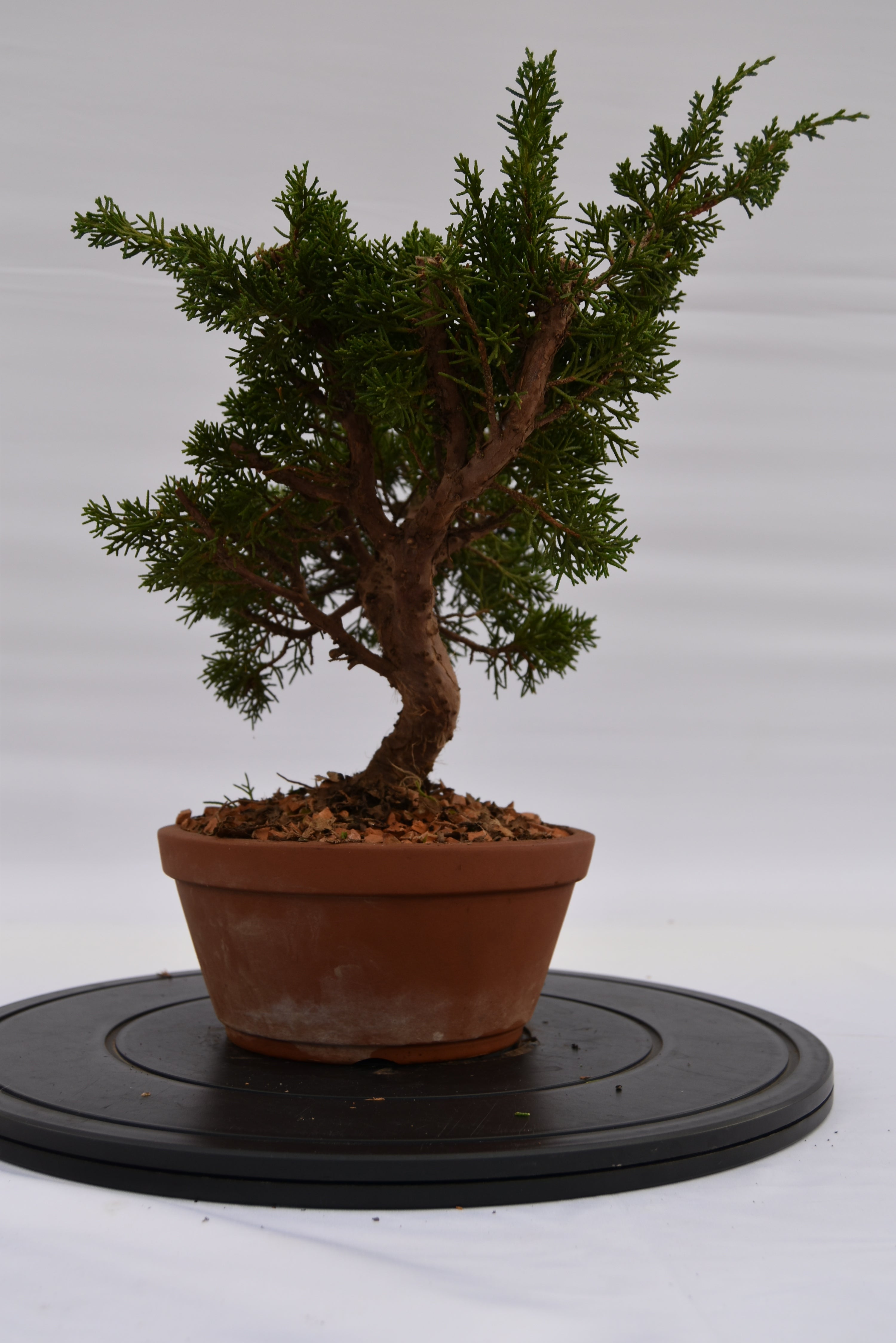 Ginepro Itoigawa € 220 | La Gemma del bonsai