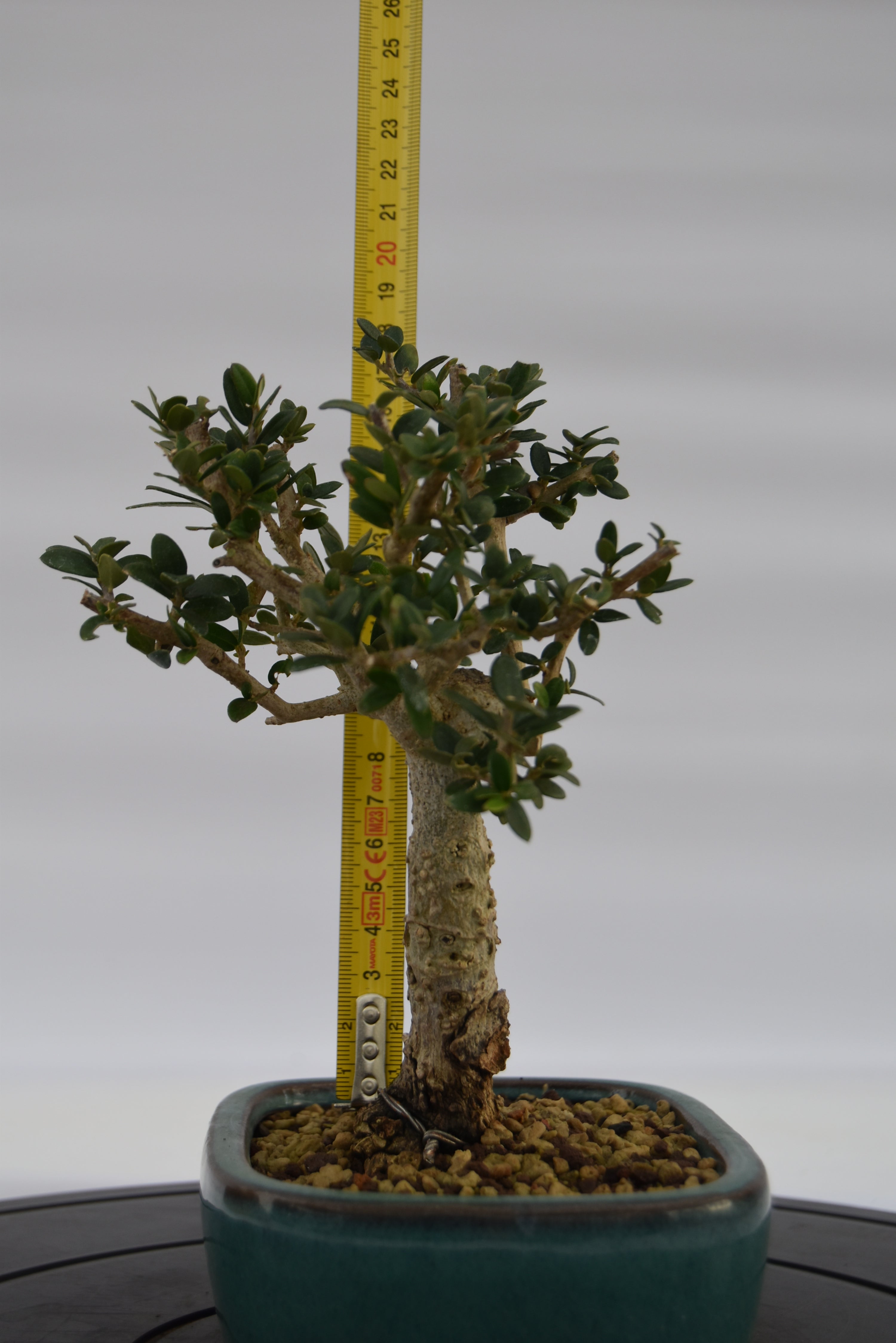 Olivastro € 150 | La Gemma del bonsai