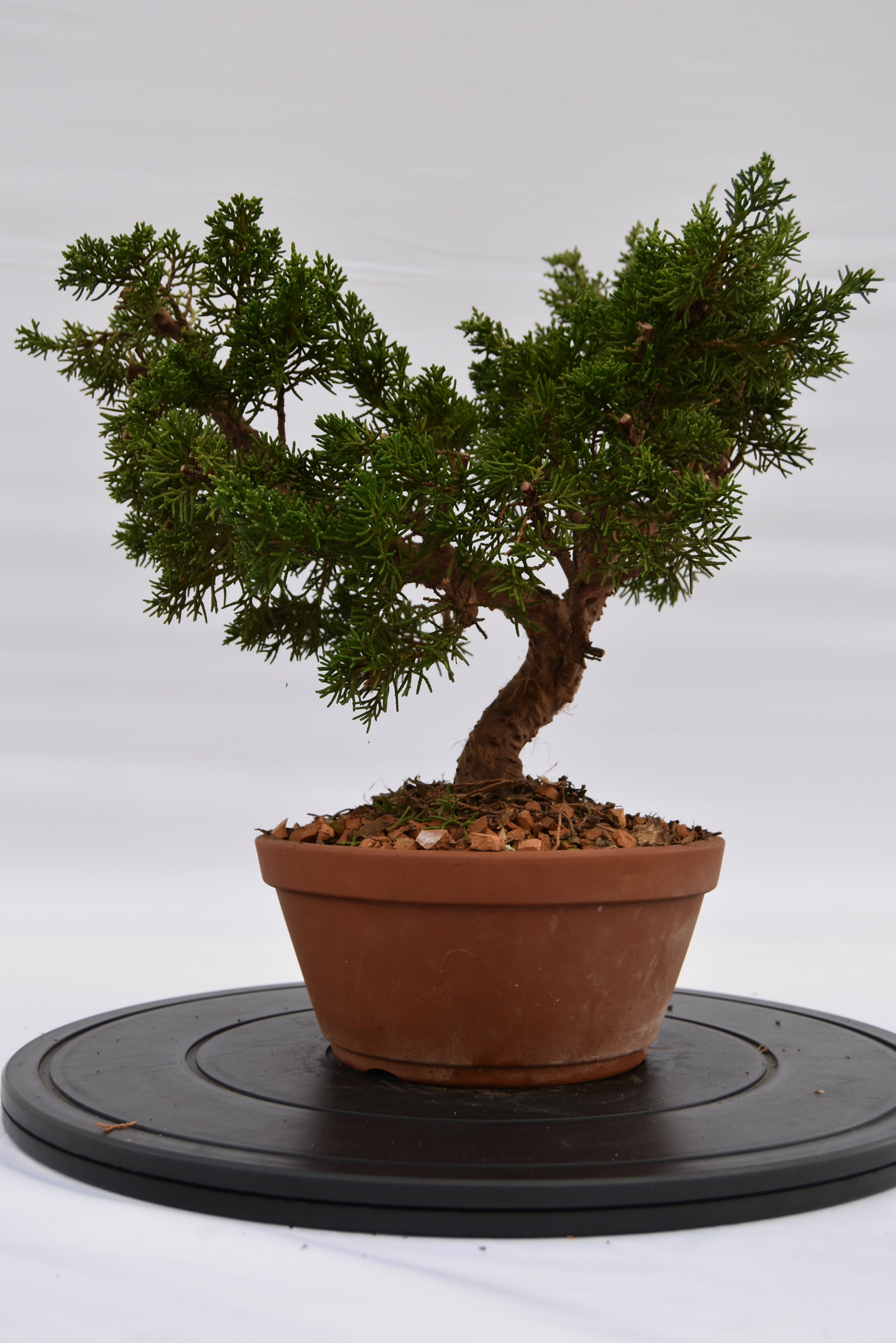 Ginepro Itoigawa € 220 | La Gemma del bonsai