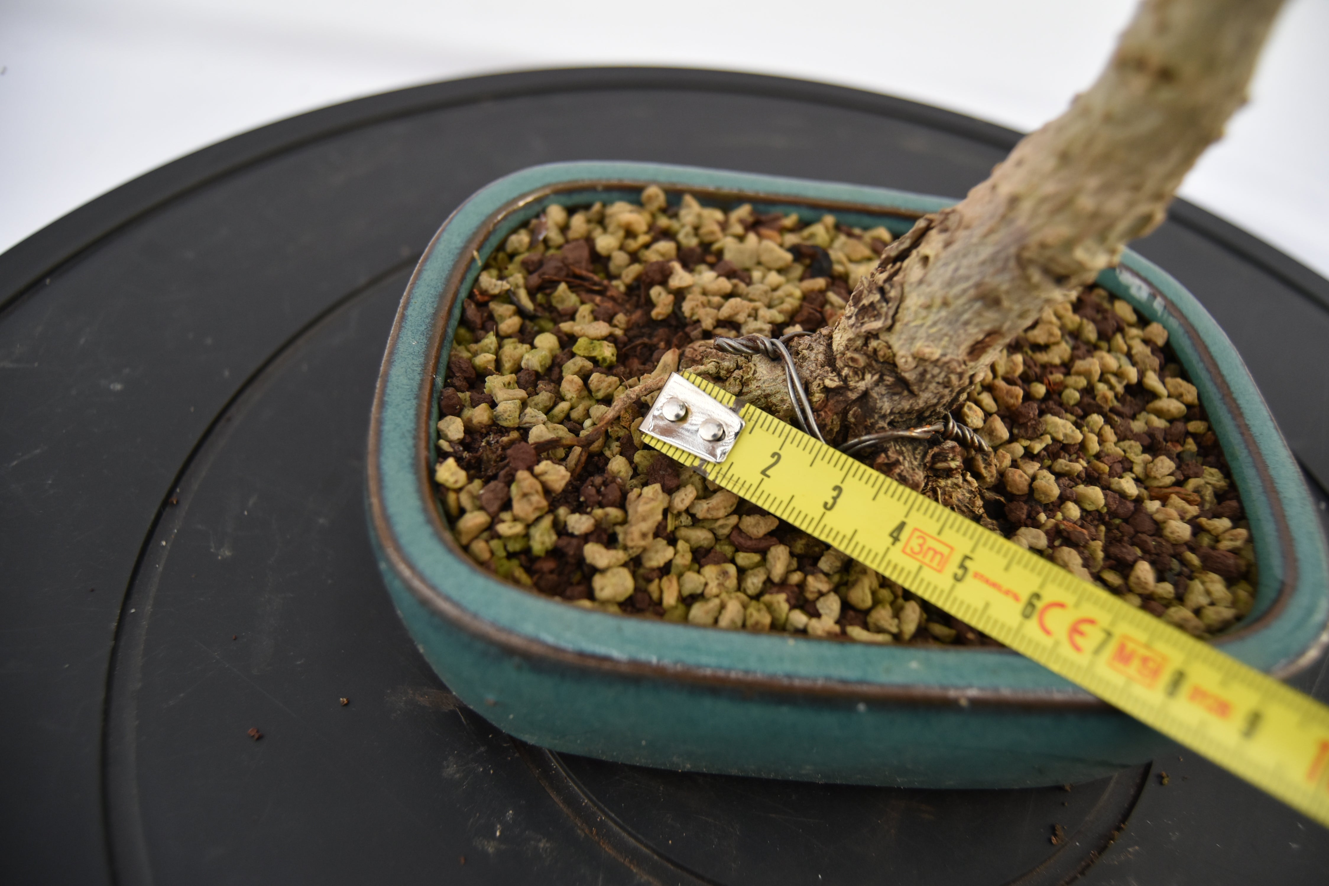 Olivastro € 150 | La Gemma del bonsai