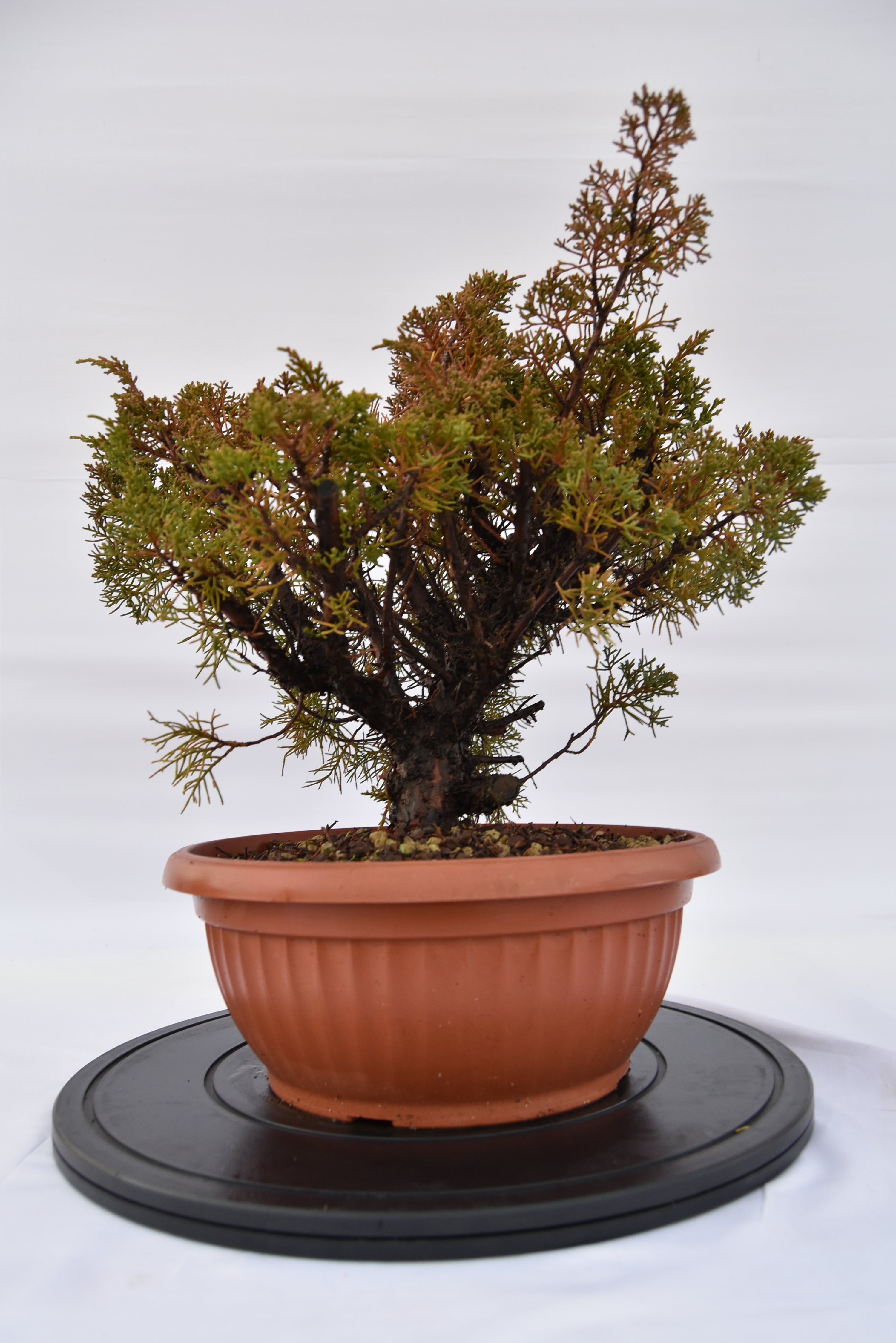 Ginepro Kishu € 160 | La Gemma del bonsai