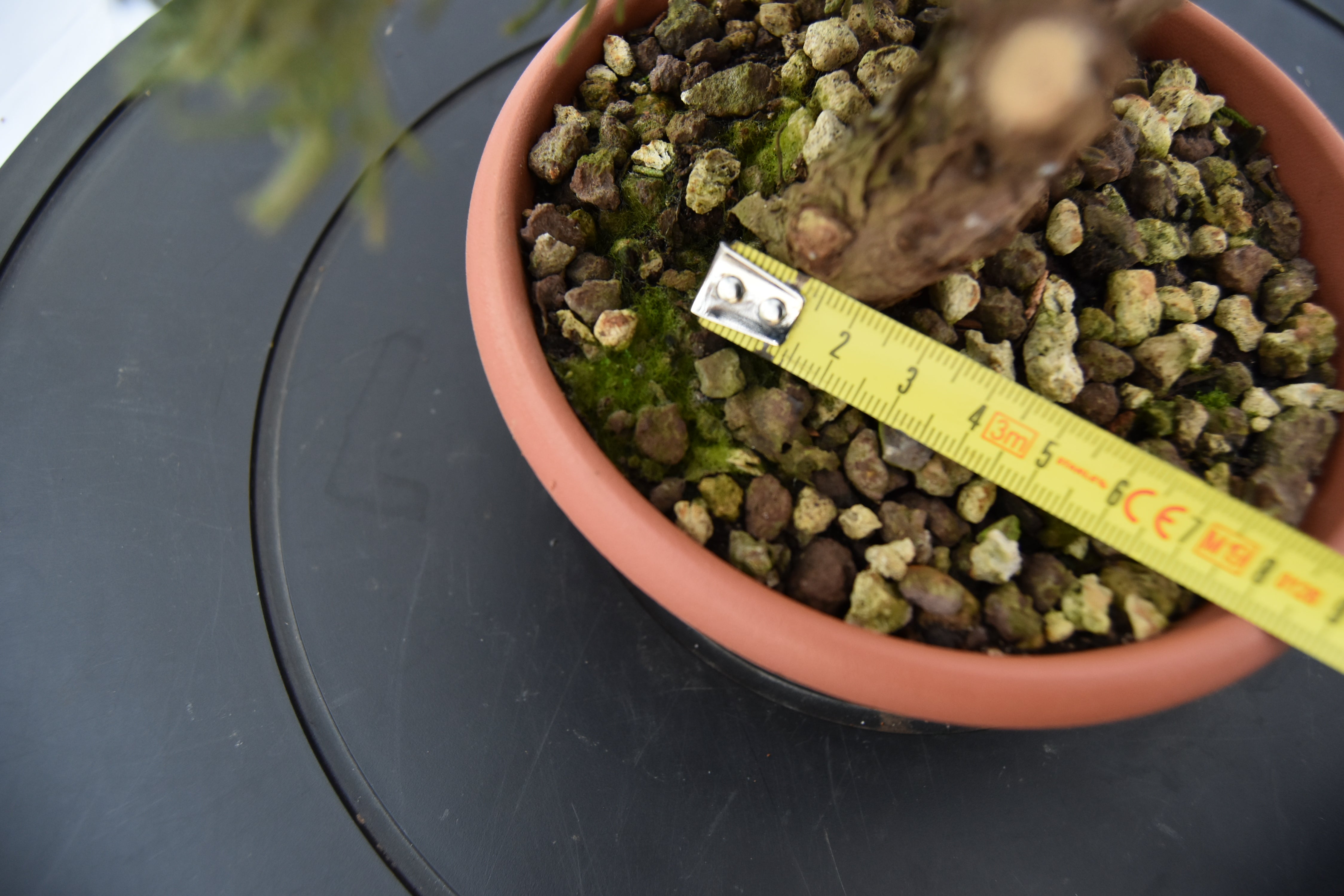 Ginepro Kishu € 40 | La Gemma del bonsai
