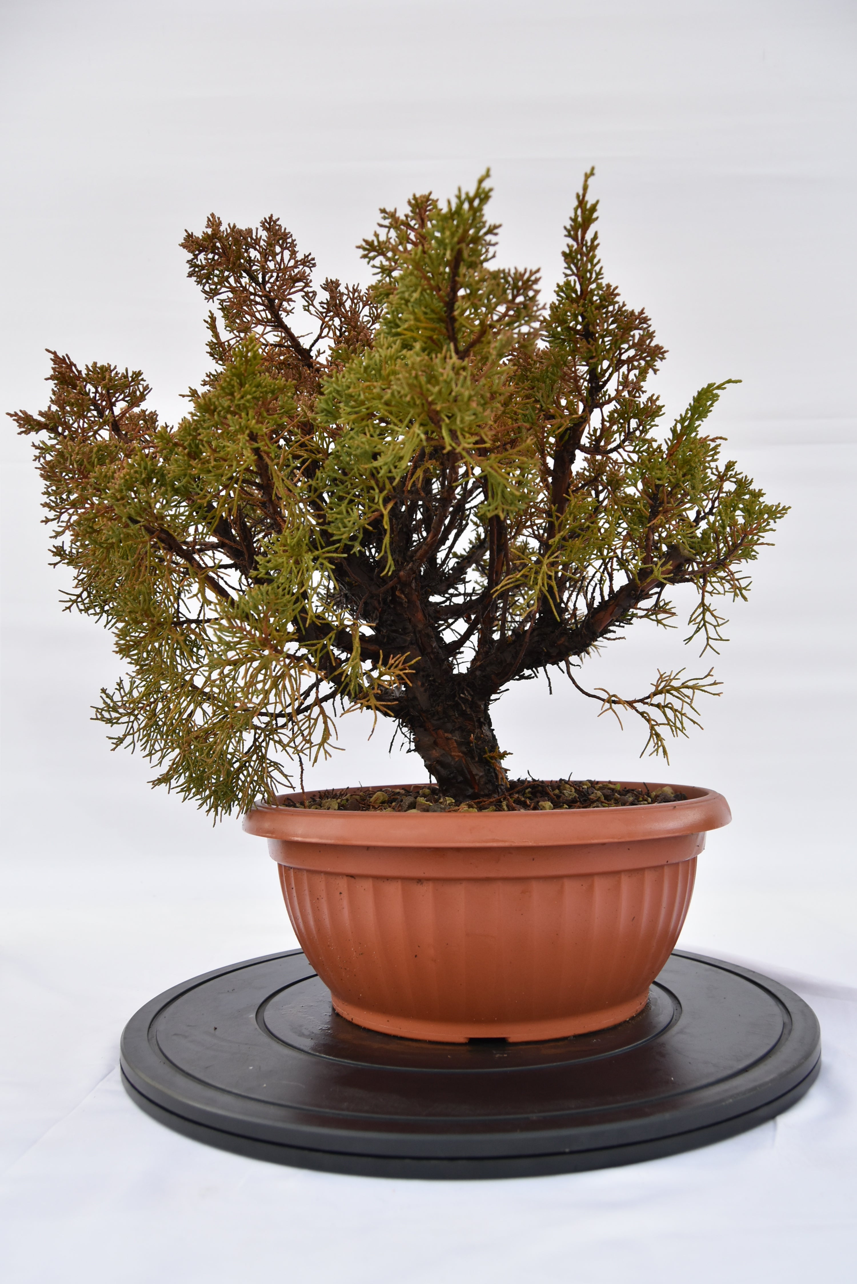 Ginepro Kishu € 160 | La Gemma del bonsai