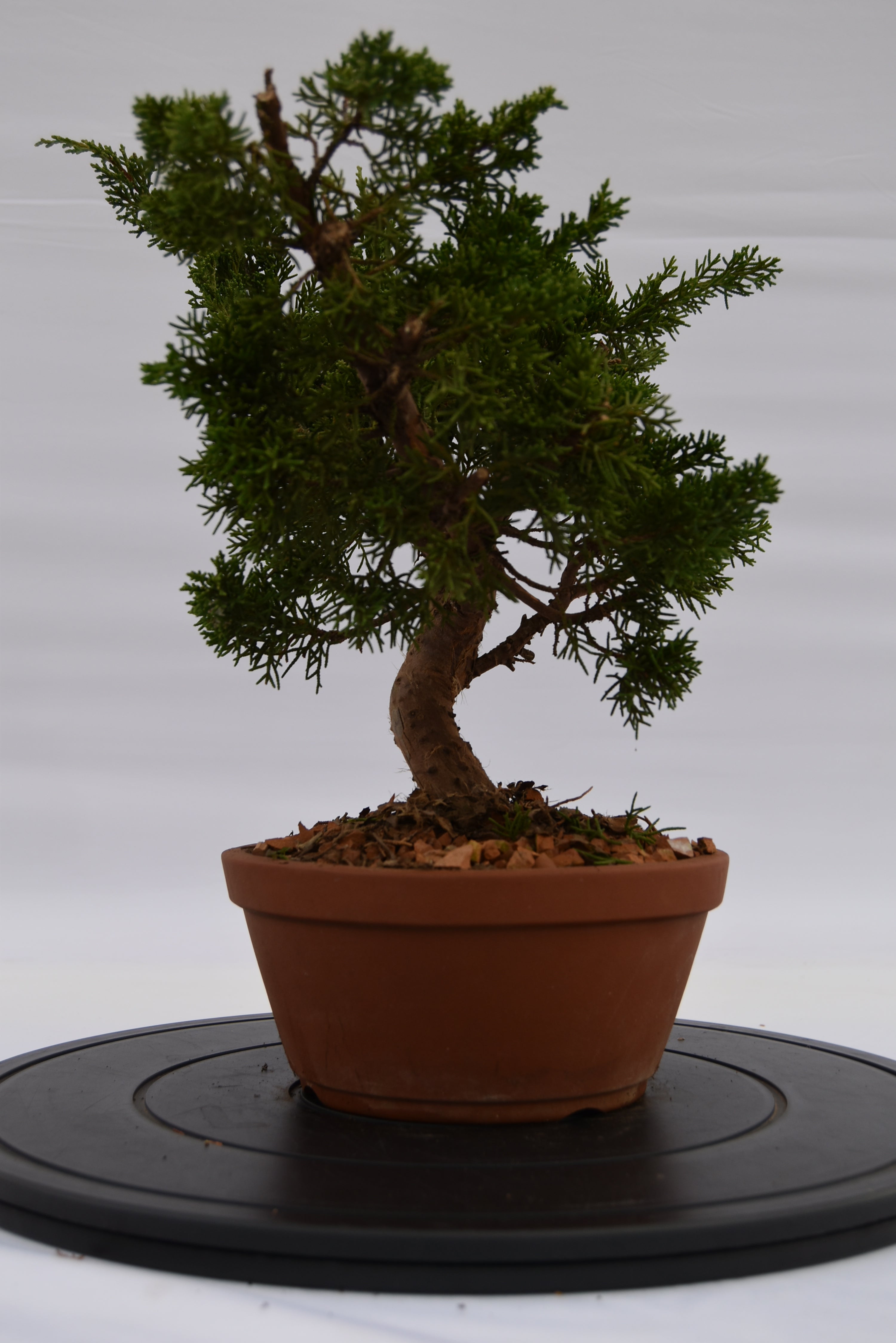 Ginepro Itoigawa € 220 | La Gemma del bonsai