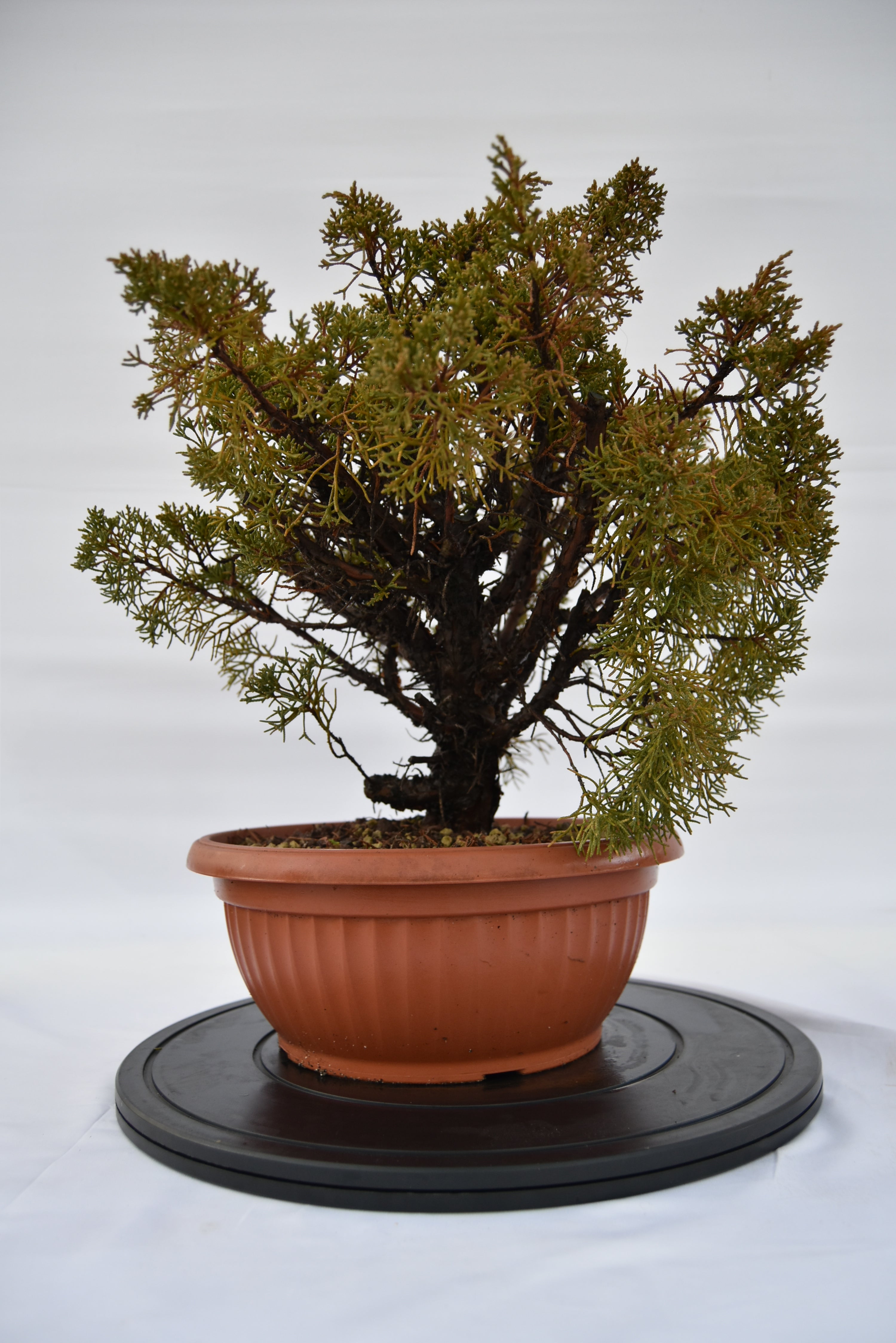 Ginepro Kishu € 160 | La Gemma del bonsai