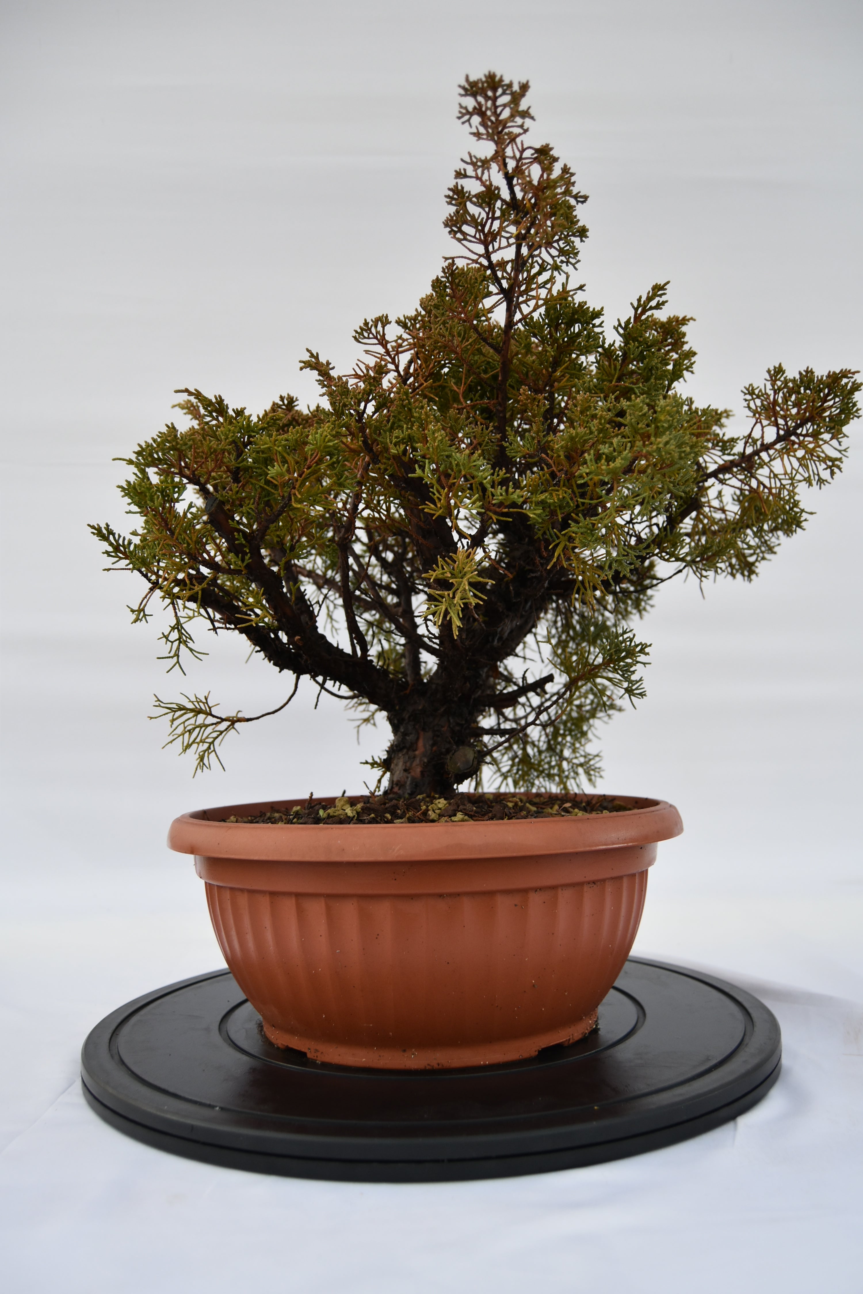 Ginepro Kishu € 160 | La Gemma del bonsai