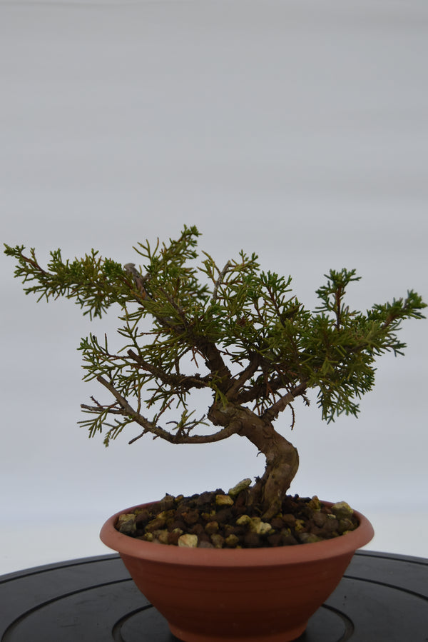 Ginepro Itoigawa € 40 | La Gemma del bonsai