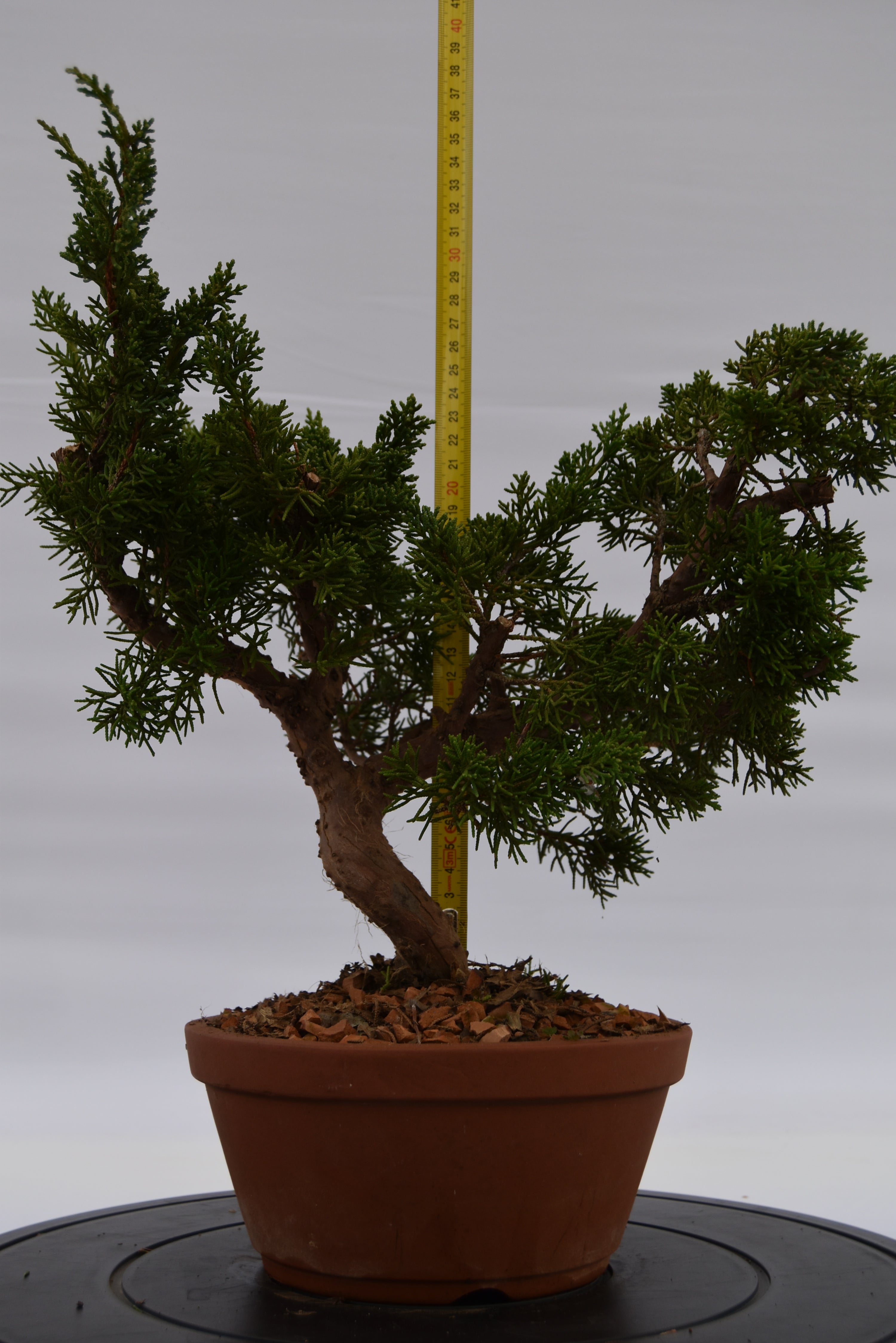 Ginepro Itoigawa € 220 | La Gemma del bonsai