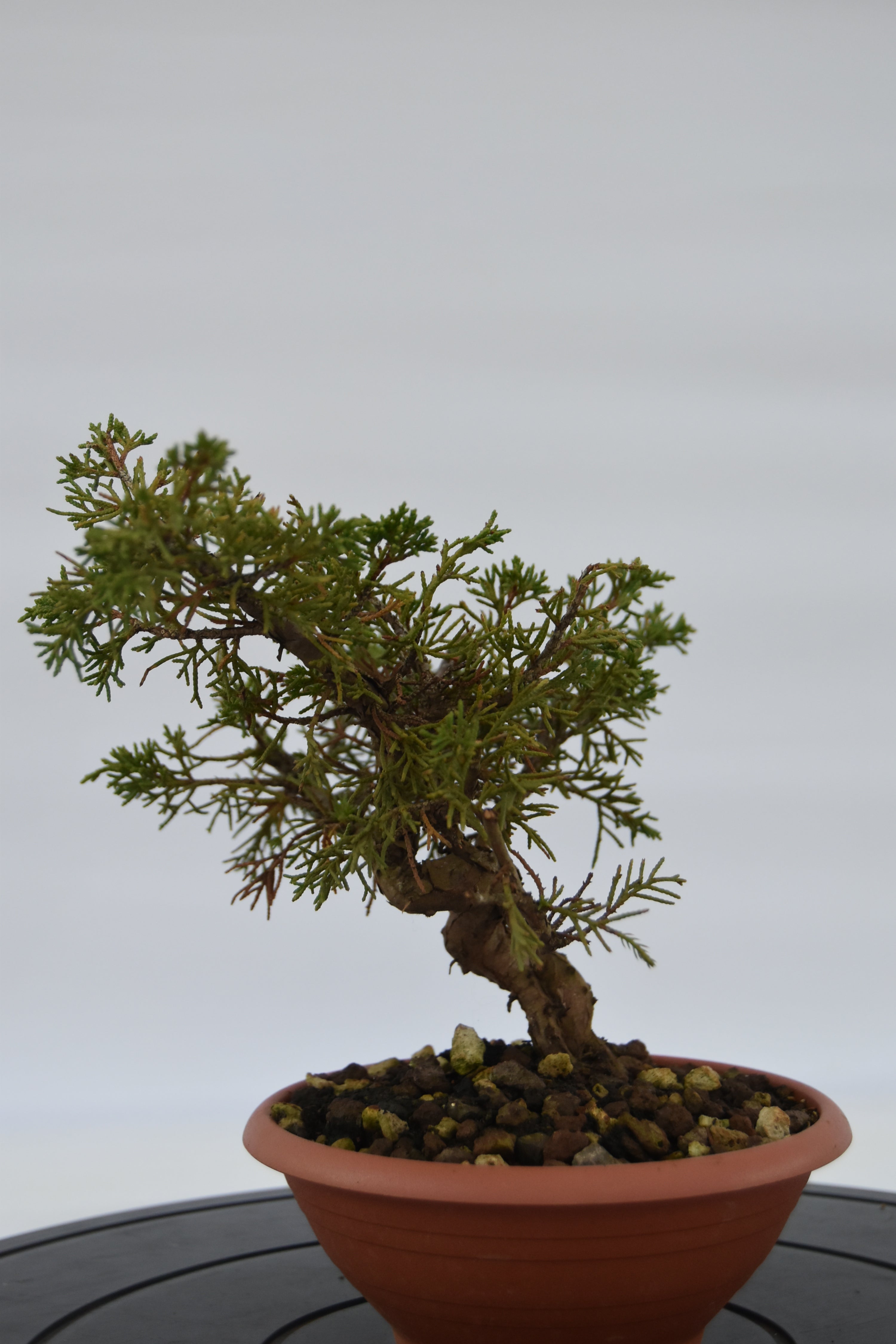 Ginepro Itoigawa € 40 | La Gemma del bonsai