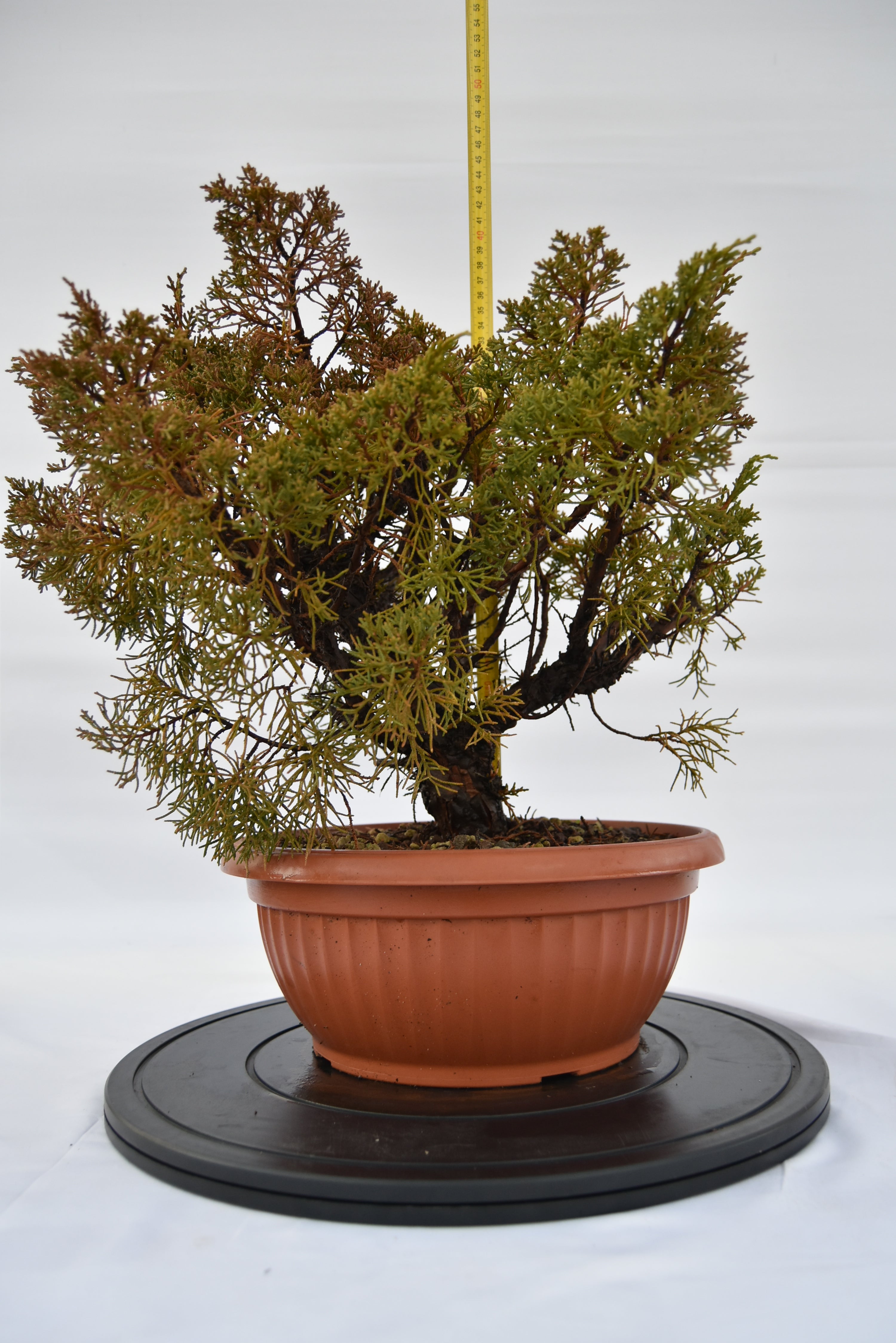Ginepro Kishu € 160 | La Gemma del bonsai