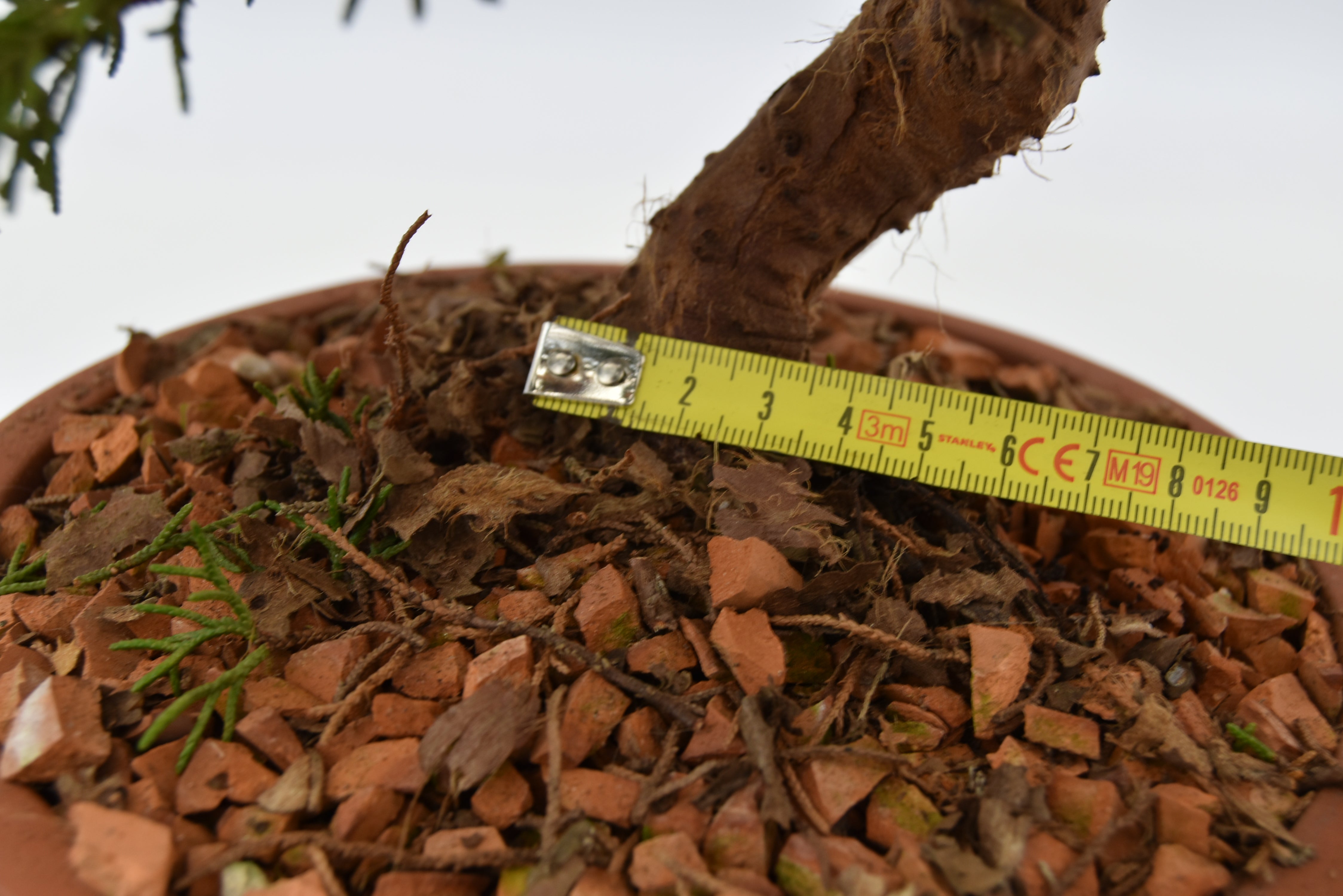 Ginepro Itoigawa € 220 | La Gemma del bonsai
