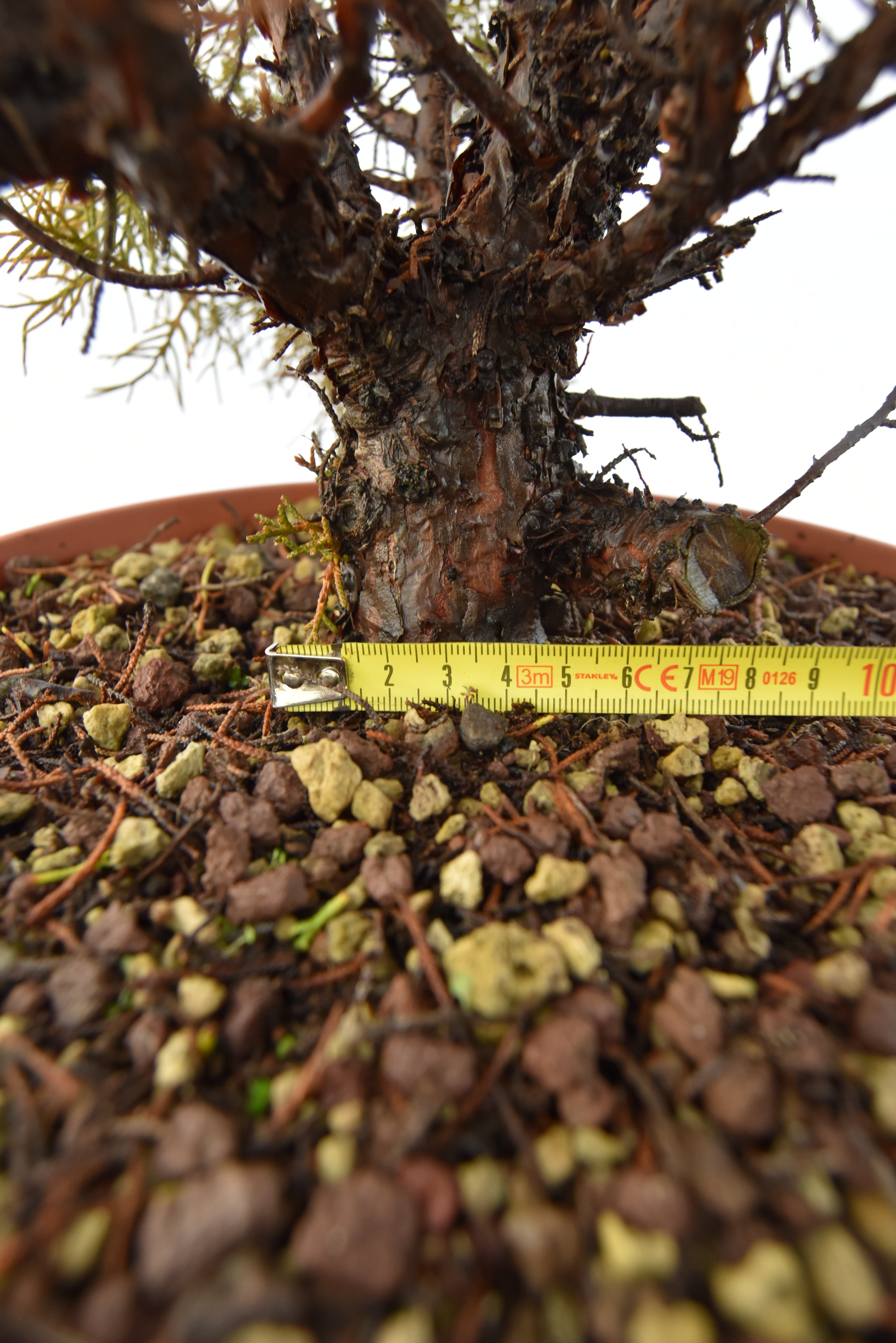 Ginepro Kishu € 160 | La Gemma del bonsai