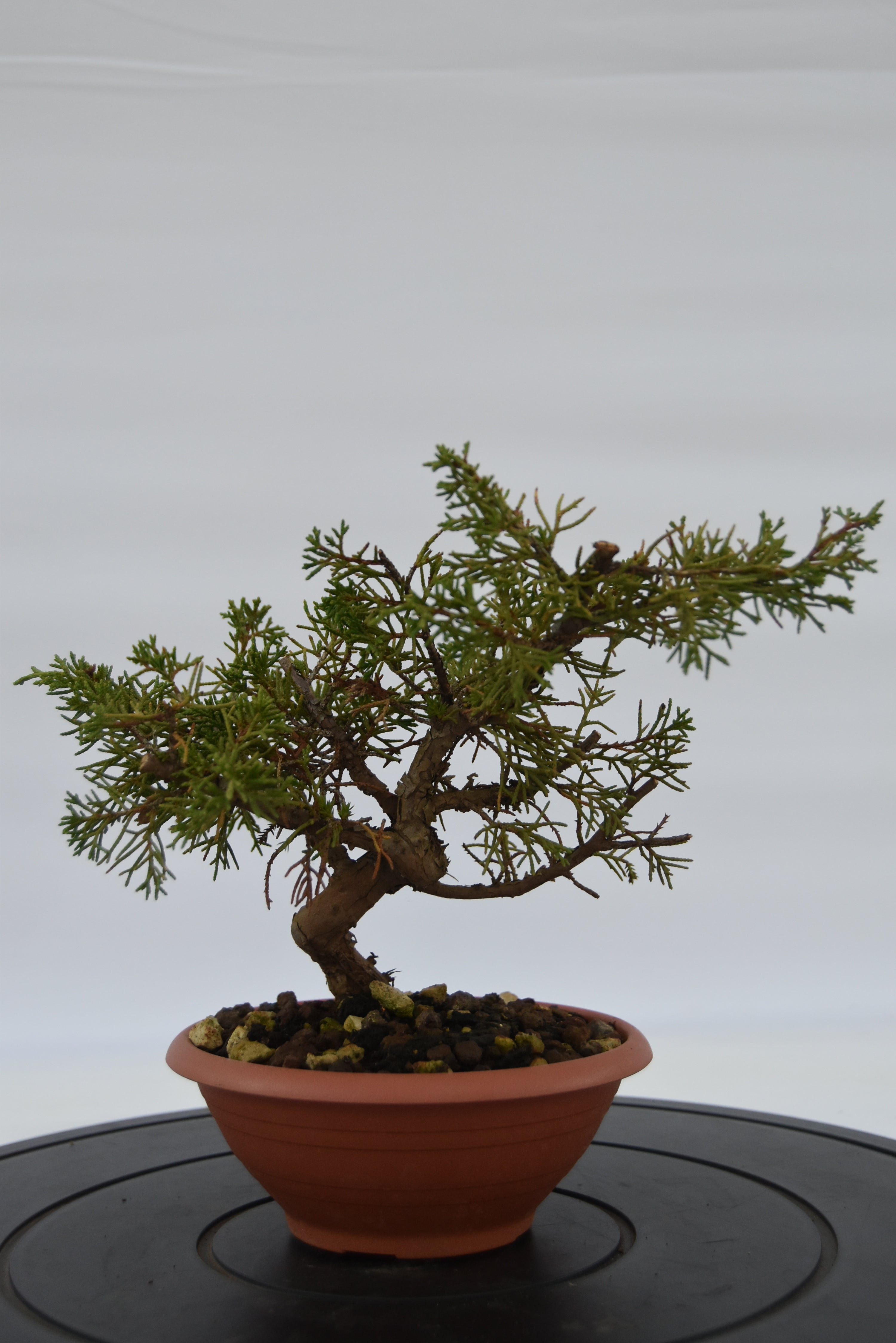 Ginepro Itoigawa € 40 | La Gemma del bonsai