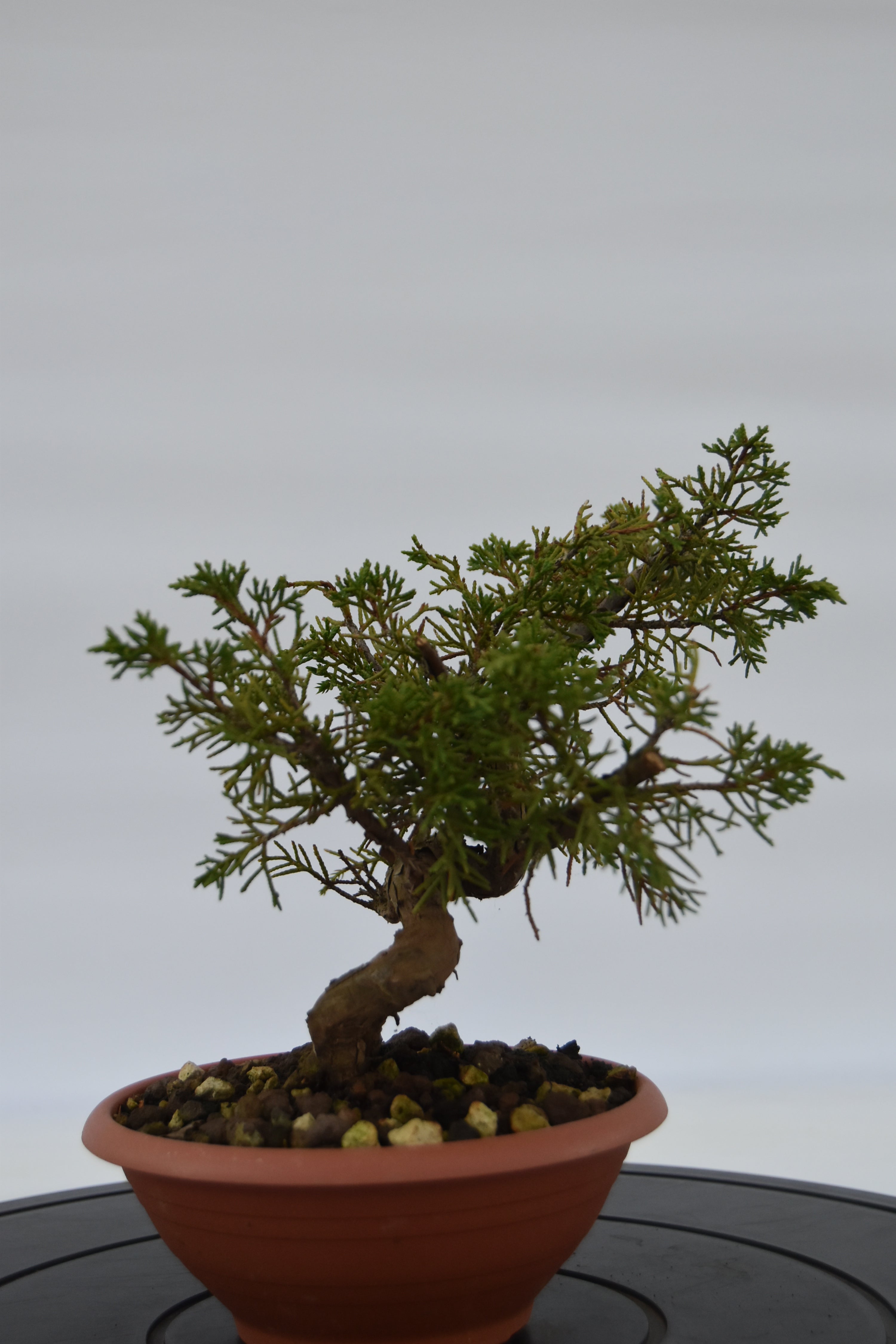 Ginepro Itoigawa € 40 | La Gemma del bonsai