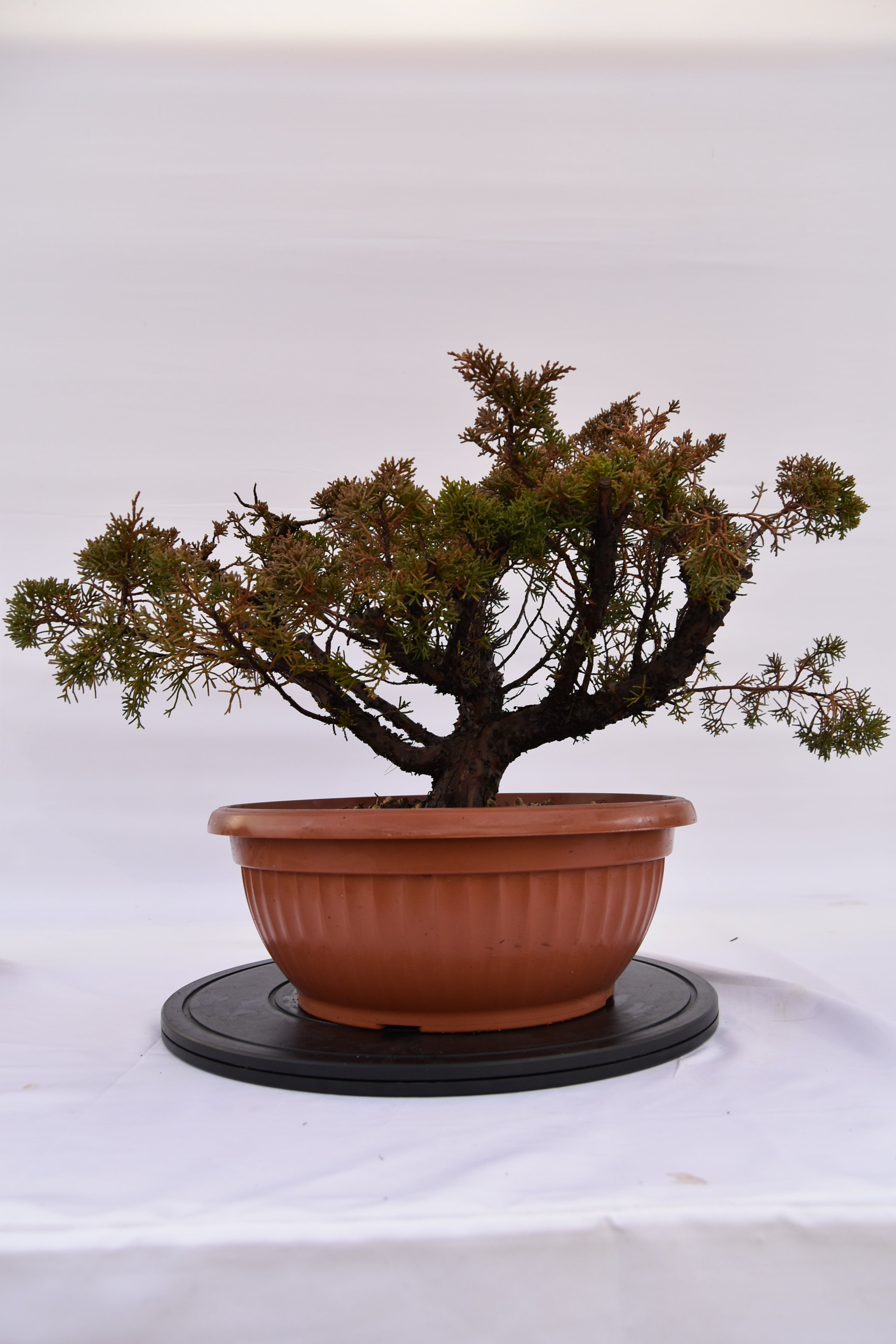 Ginepro Kishu € 160 | La Gemma del bonsai