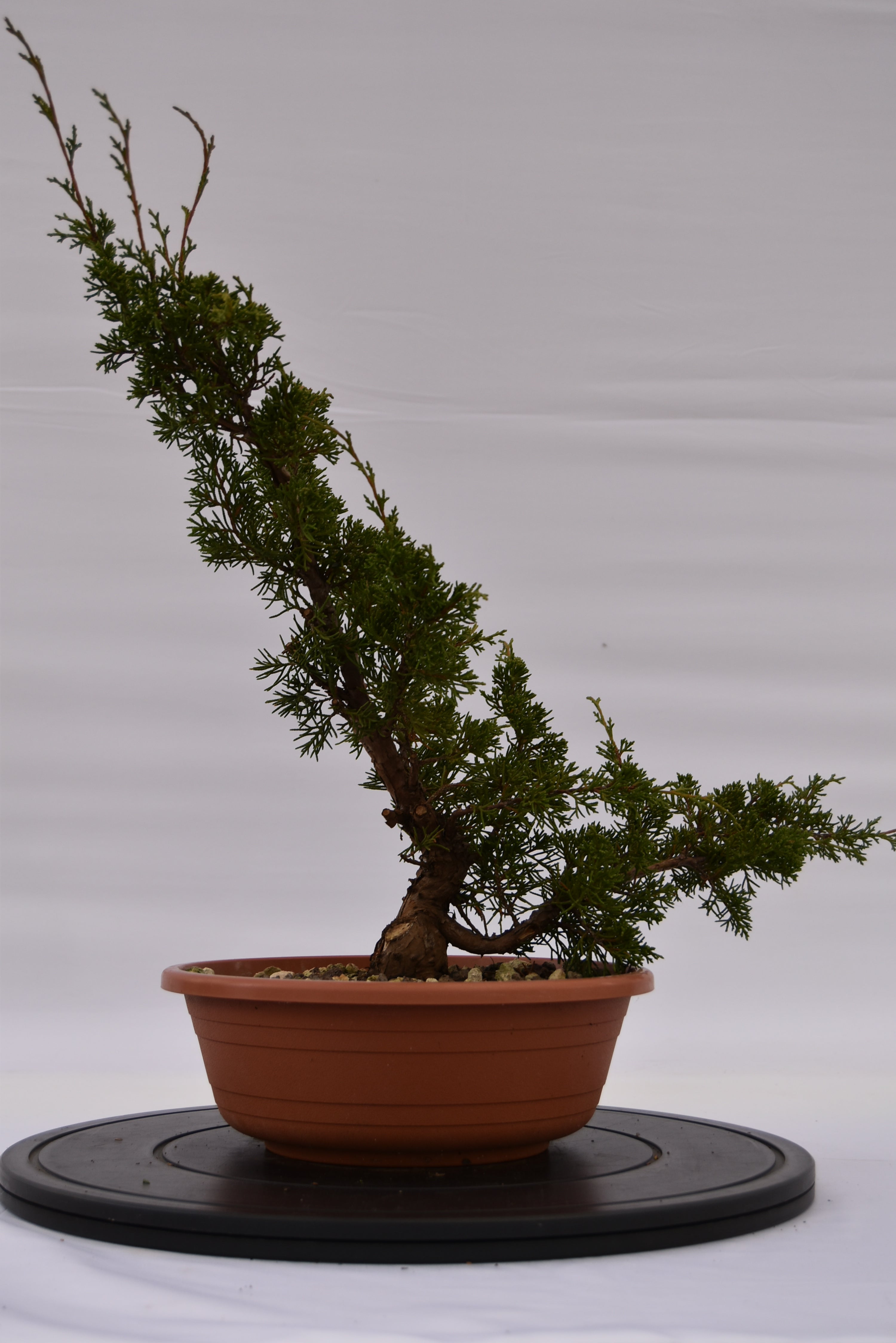Ginepro Itoigawa € 50 | La Gemma del bonsai