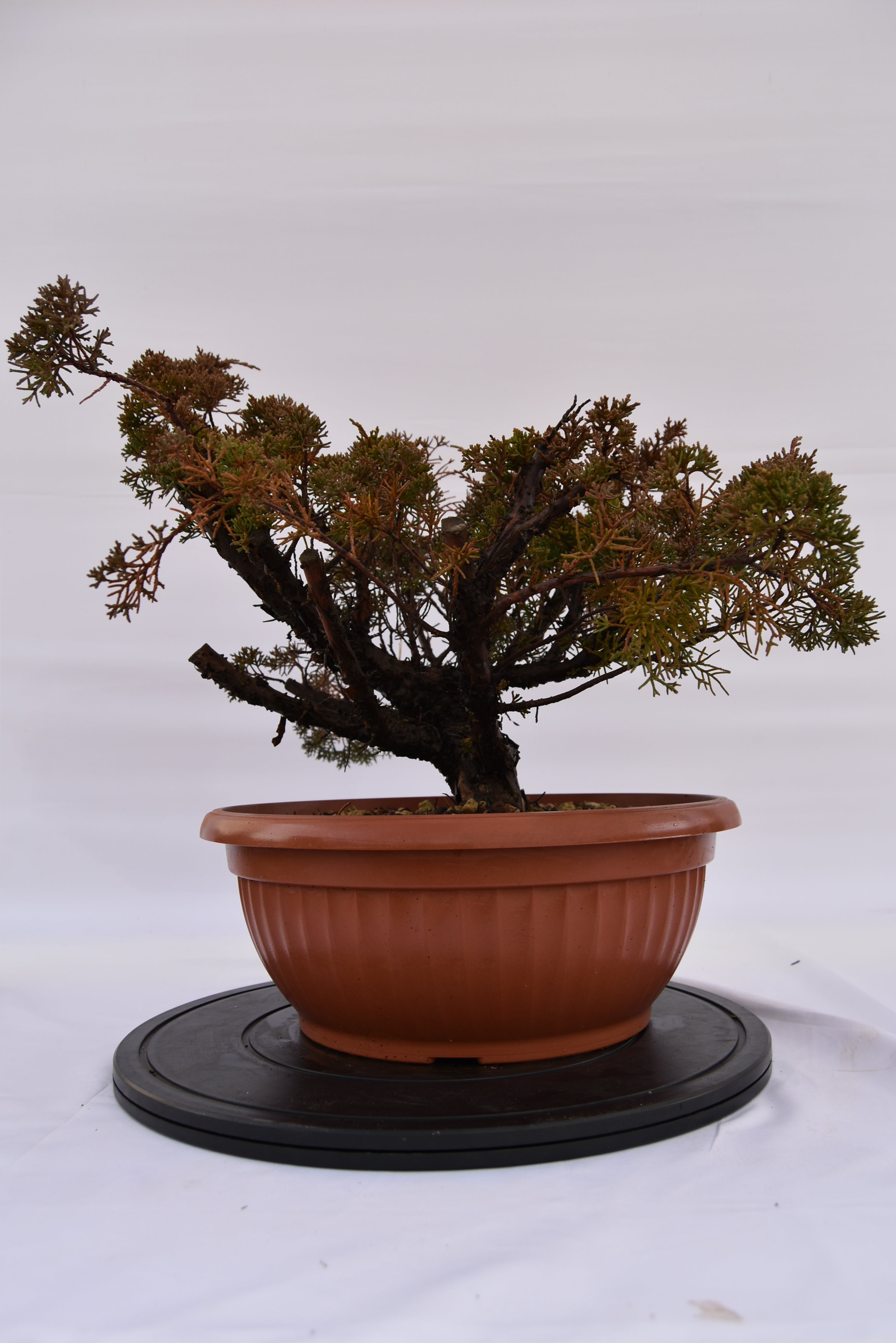 Ginepro Kishu € 160 | La Gemma del bonsai
