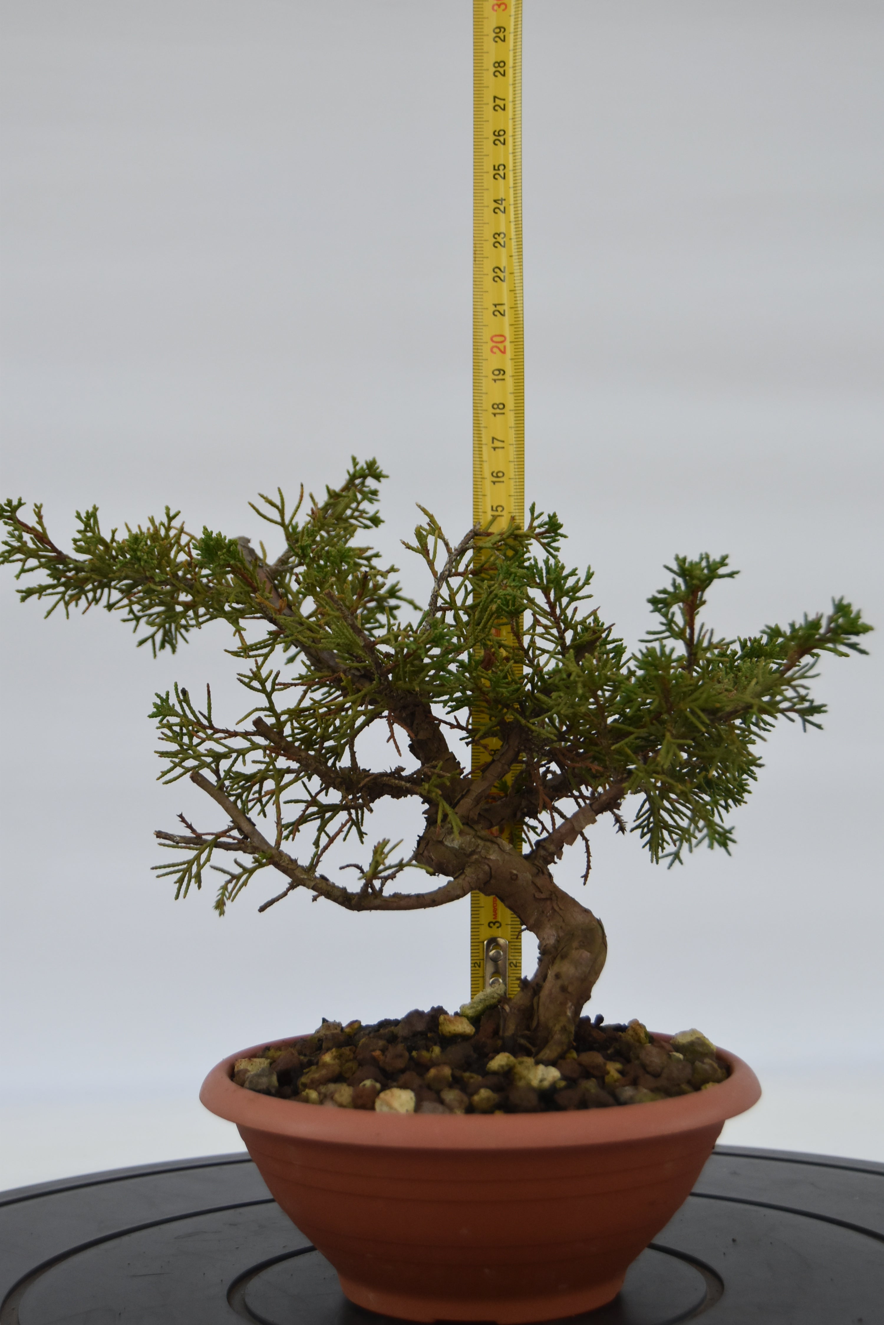 Ginepro Itoigawa € 40 | La Gemma del bonsai