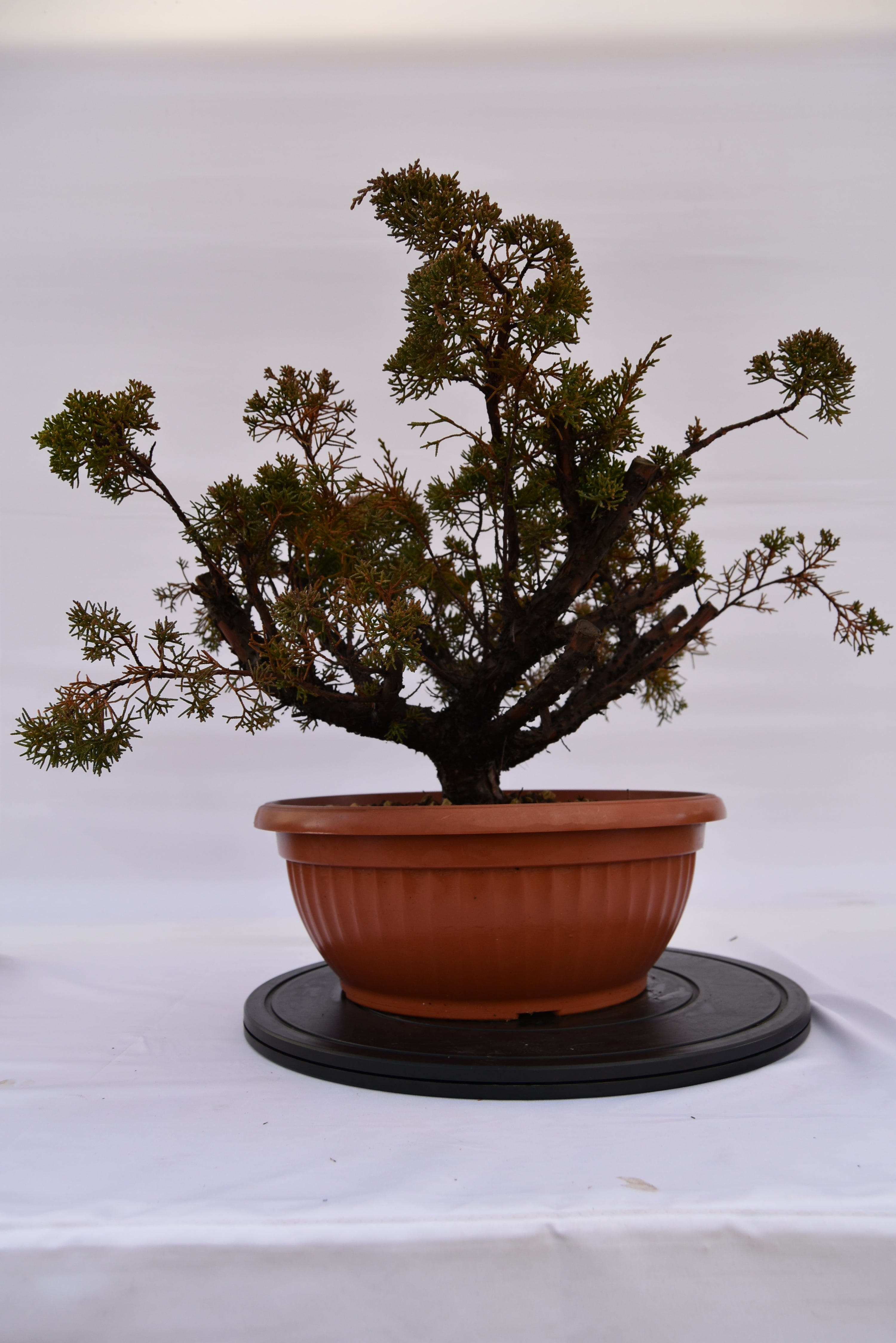Ginepro Kishu € 160 | La Gemma del bonsai