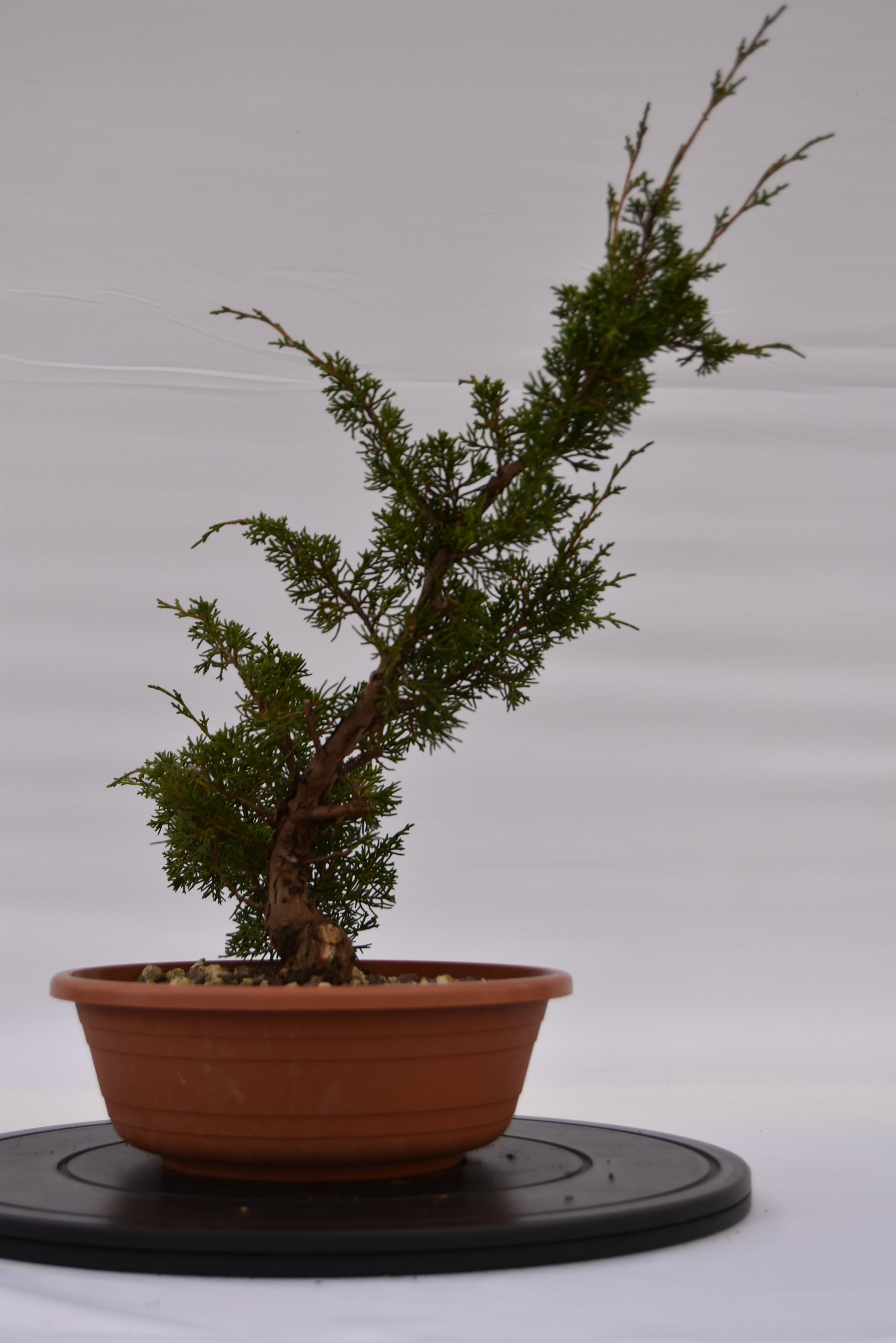 Ginepro Itoigawa € 50 | La Gemma del bonsai