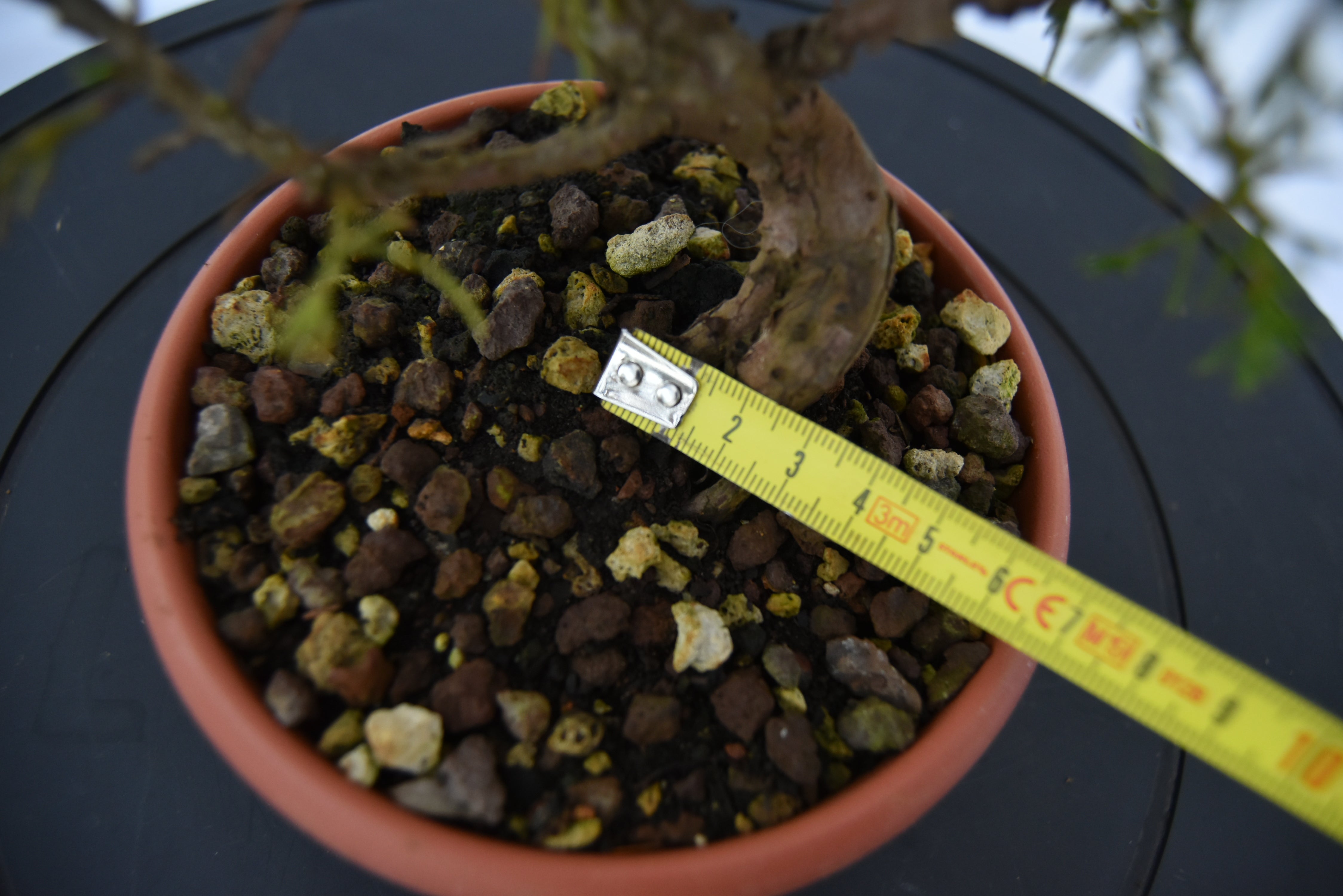 Ginepro Itoigawa € 40 | La Gemma del bonsai