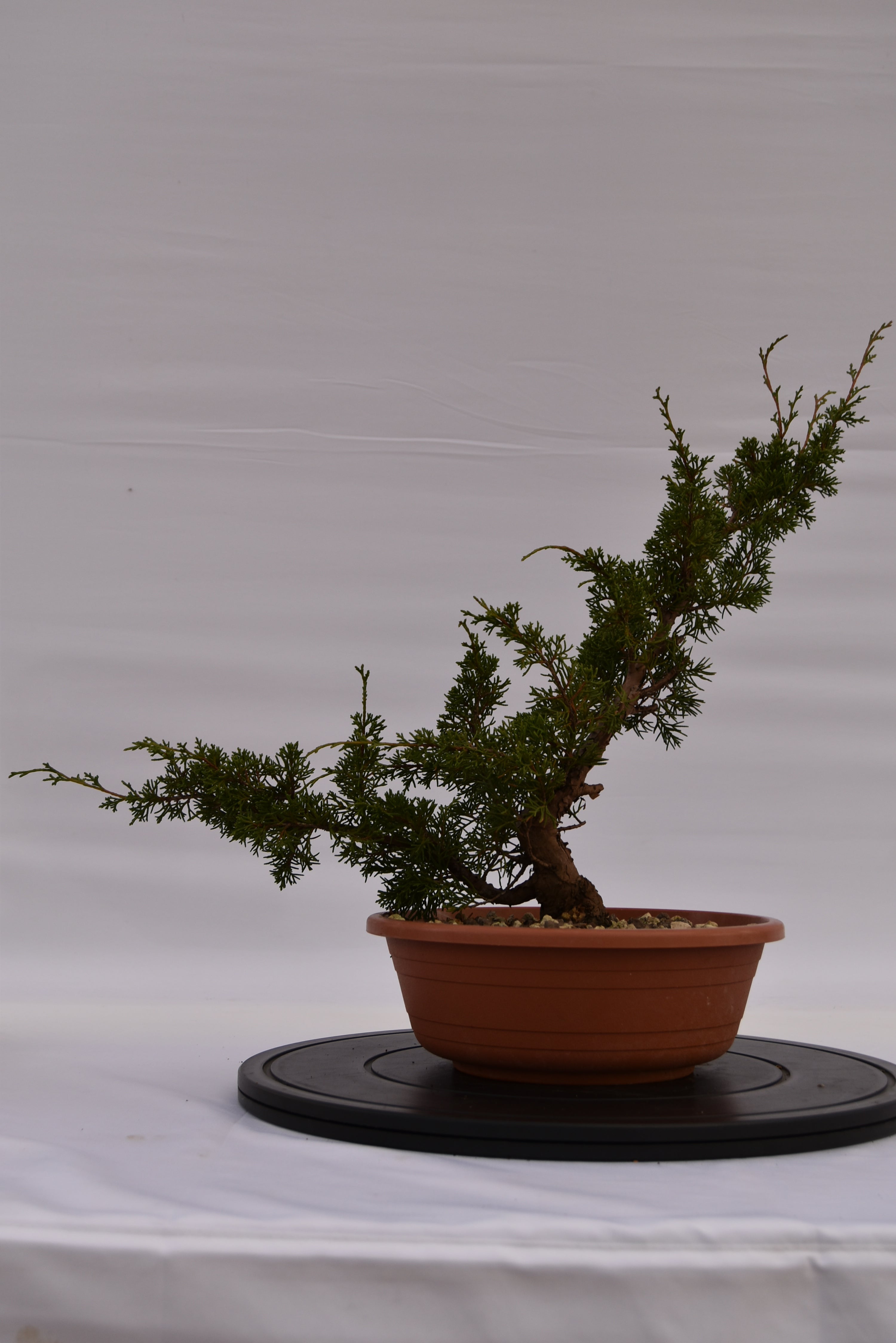 Ginepro Itoigawa € 50 | La Gemma del bonsai