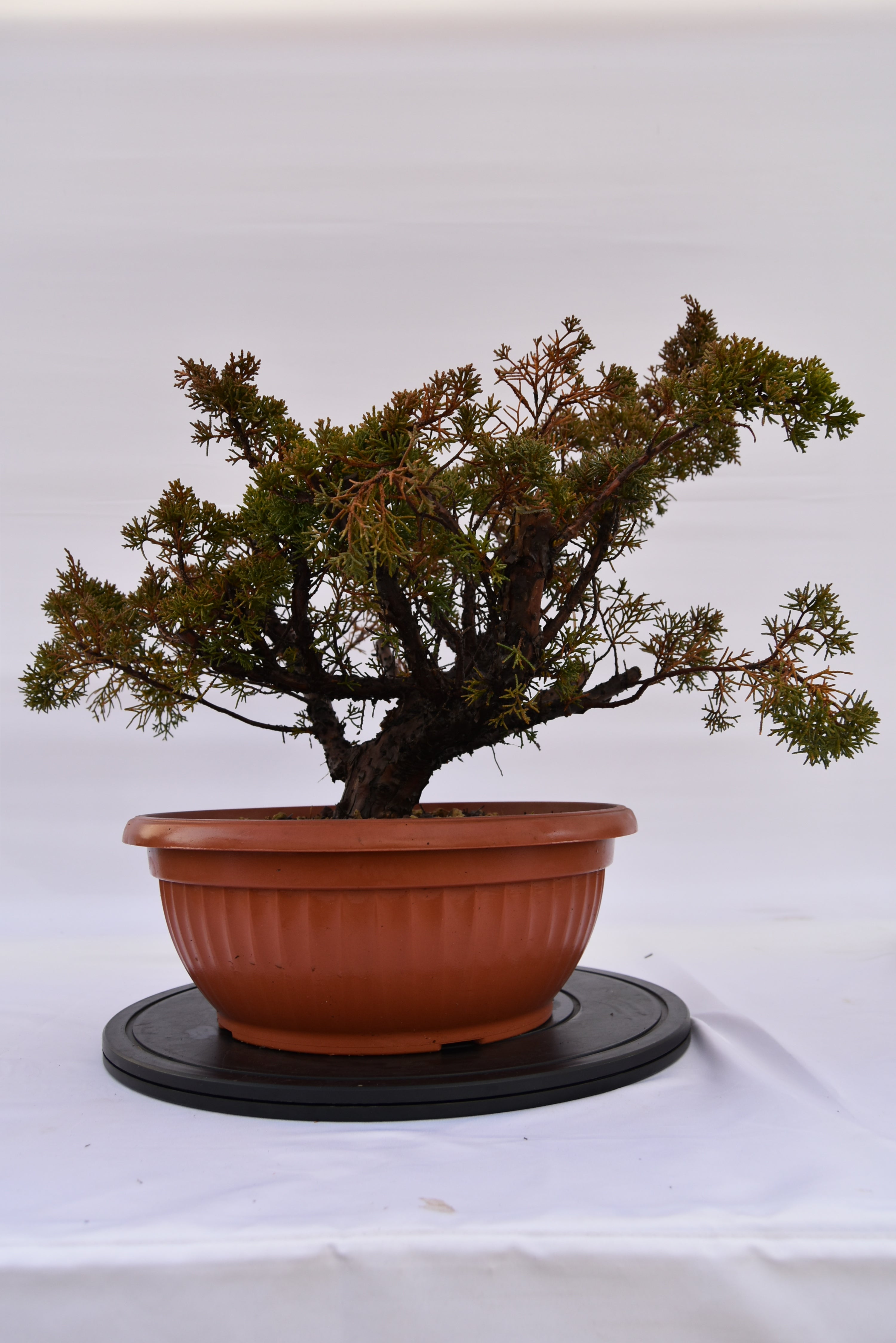Ginepro Kishu € 160 | La Gemma del bonsai