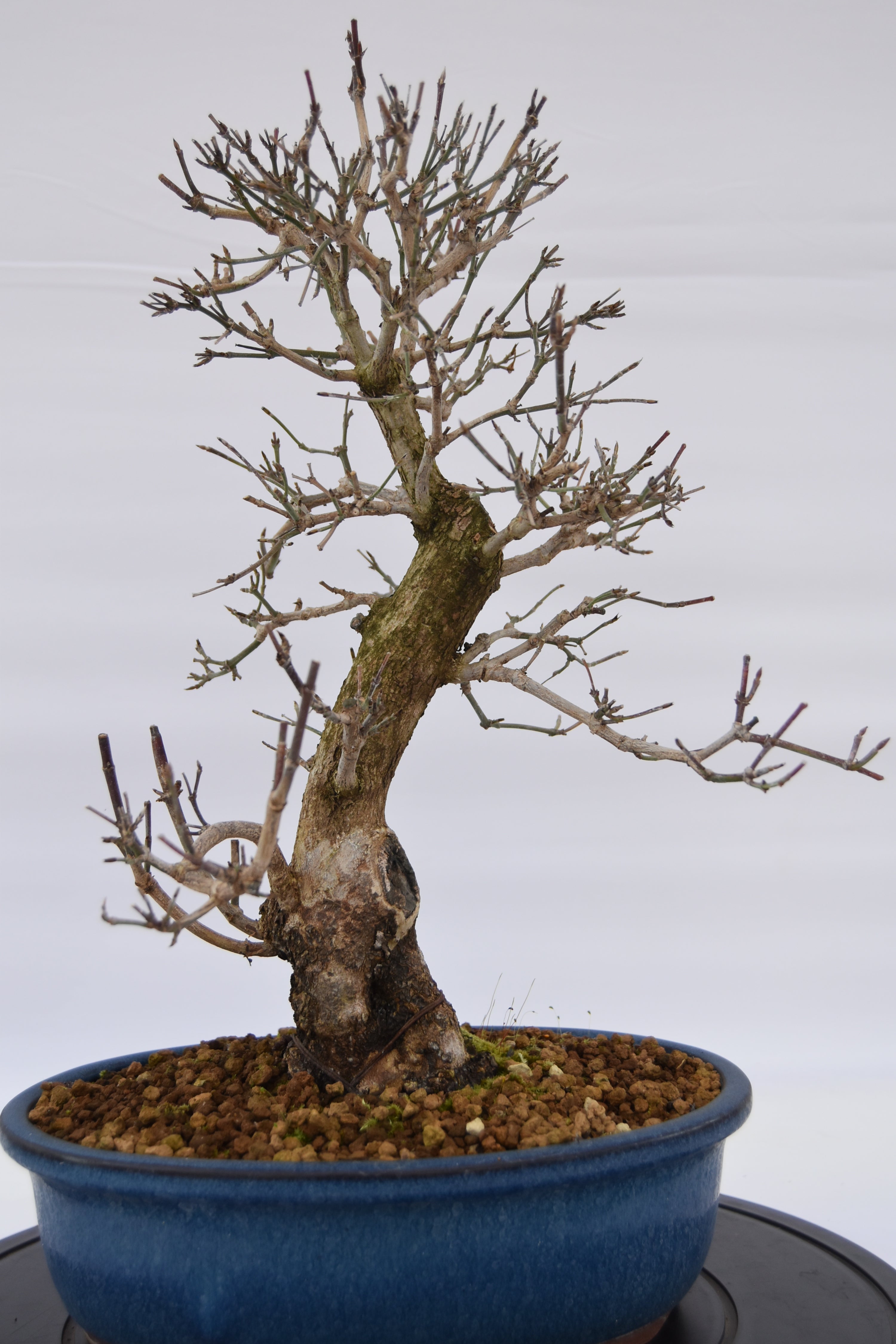 Corniolo € 450 | La Gemma del bonsai