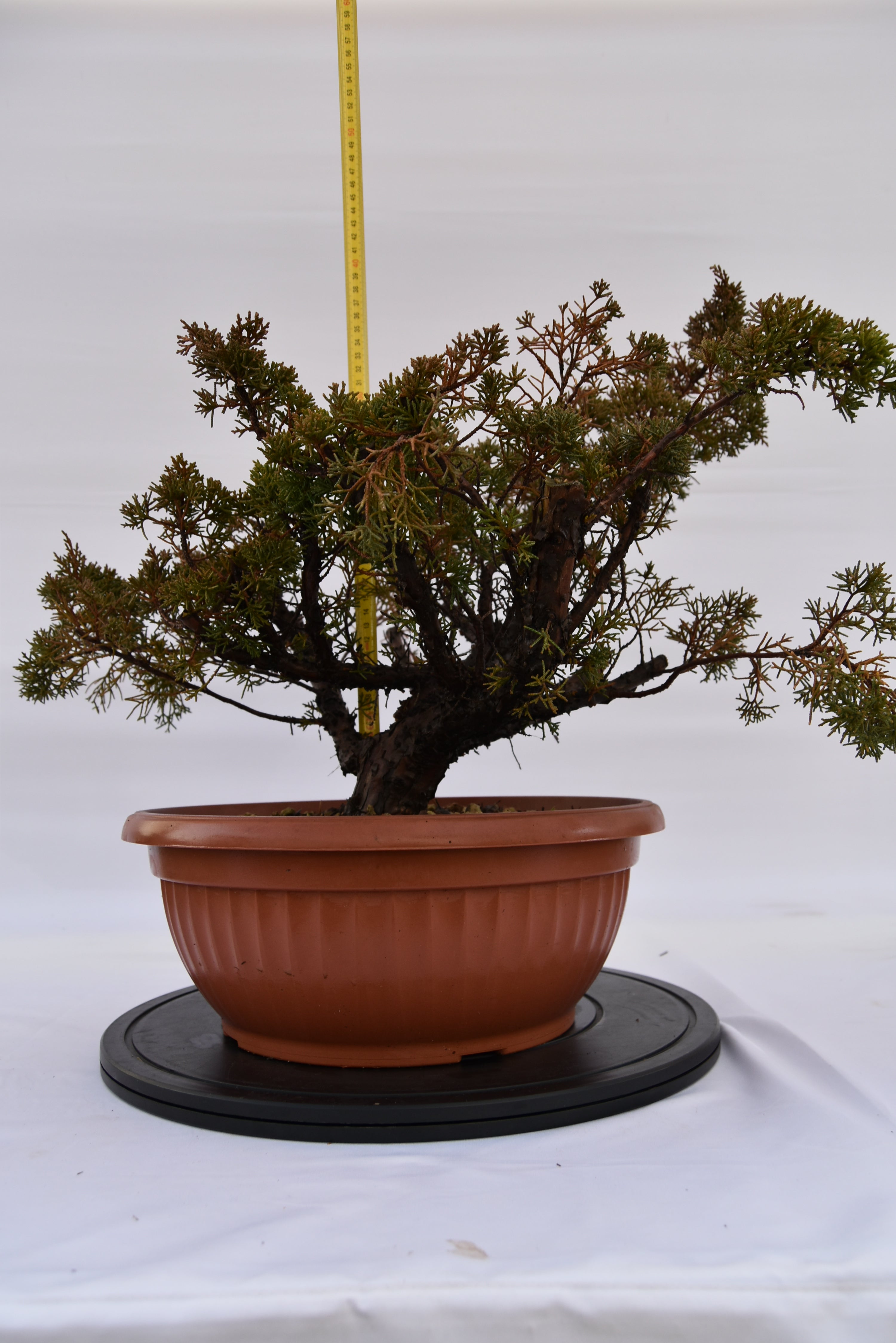 Ginepro Kishu € 160 | La Gemma del bonsai